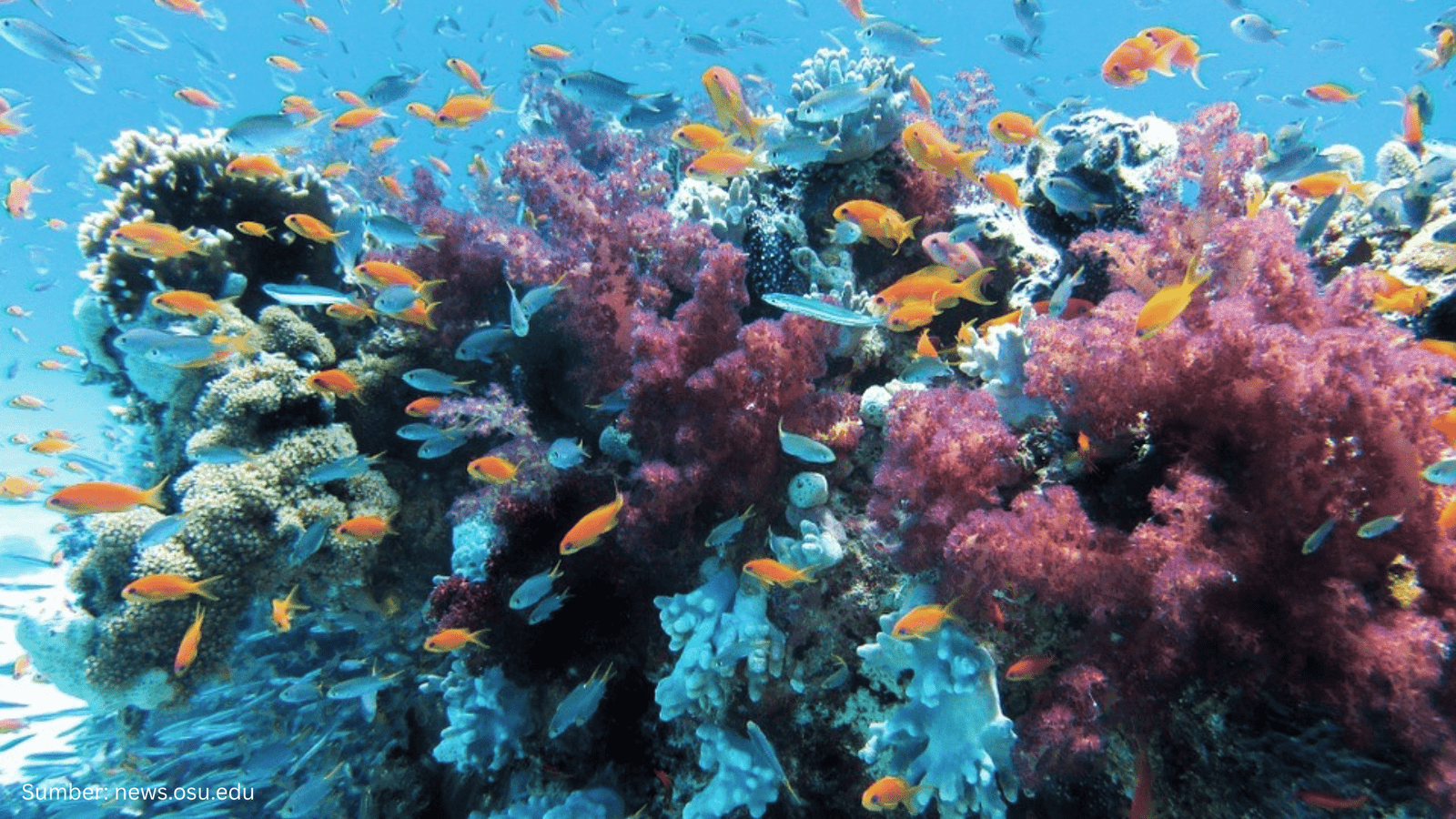 The Nature Conservancy Memanfaatkan Digital Twin untuk Melindungi Terumbu Karang
