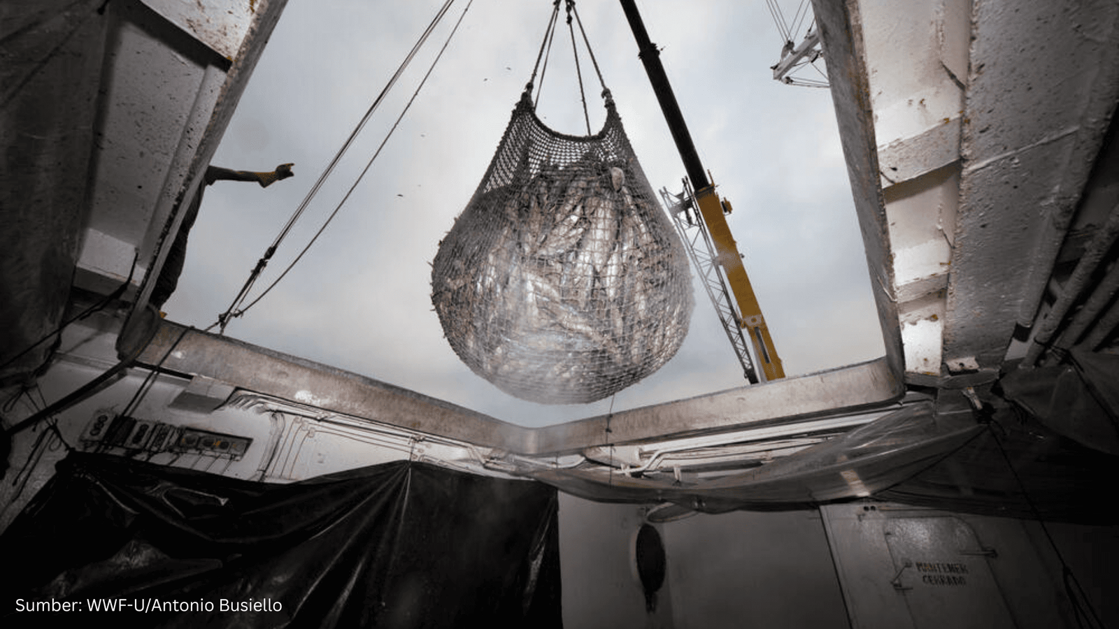 Guru Besar UI: Perlu Regulasi Spasial-Ekologis untuk Atasi Overfishing