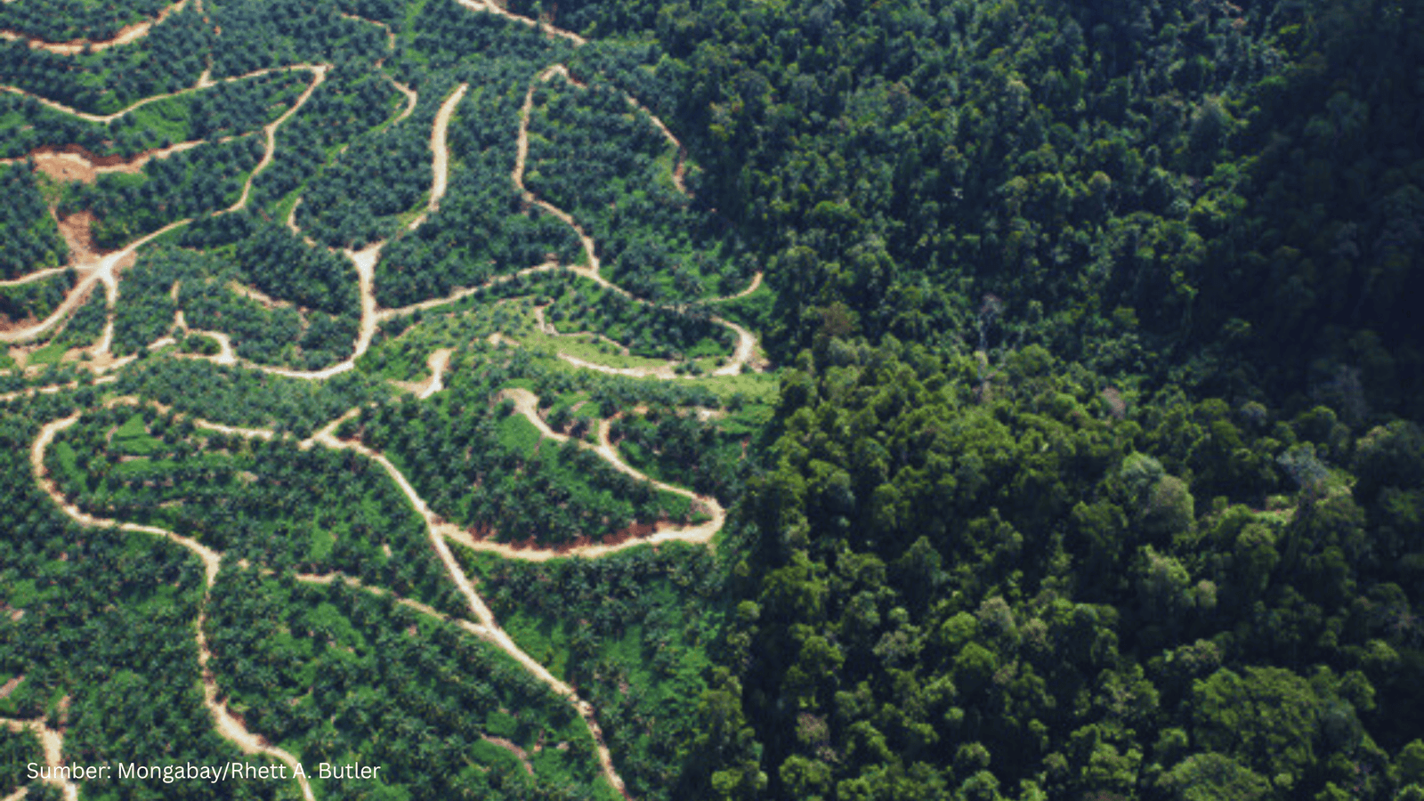 Kebijakan Satu Peta Jadi Pilar Penertiban Kawasan Hutan