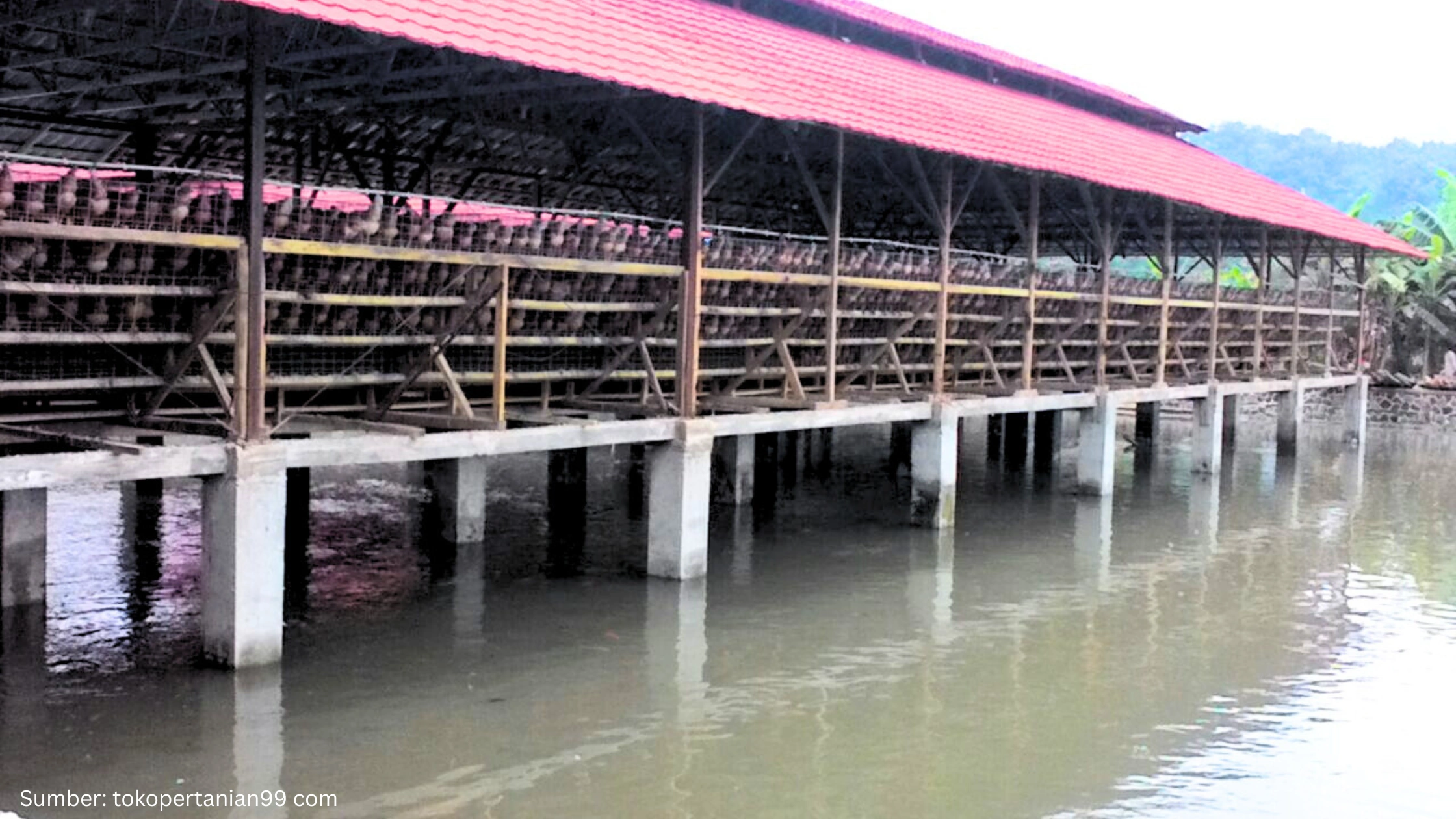 Myanmar Manfaatkan Analisis Geospasial untuk Tingkatkan Sektor Peternakan dan Perikanan