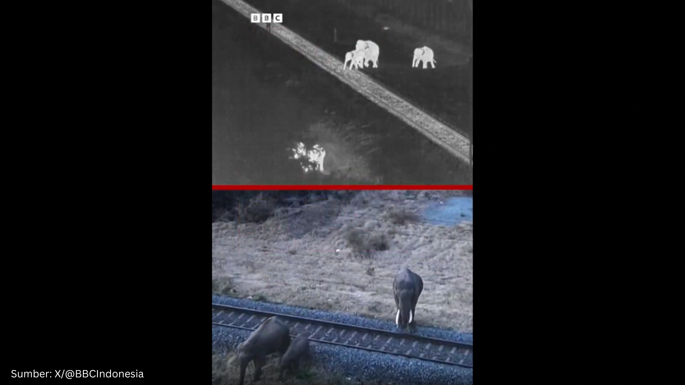 Kamera Berbasis AI Selamatkan Gajah Asia dari Kereta Api - Gambar 1