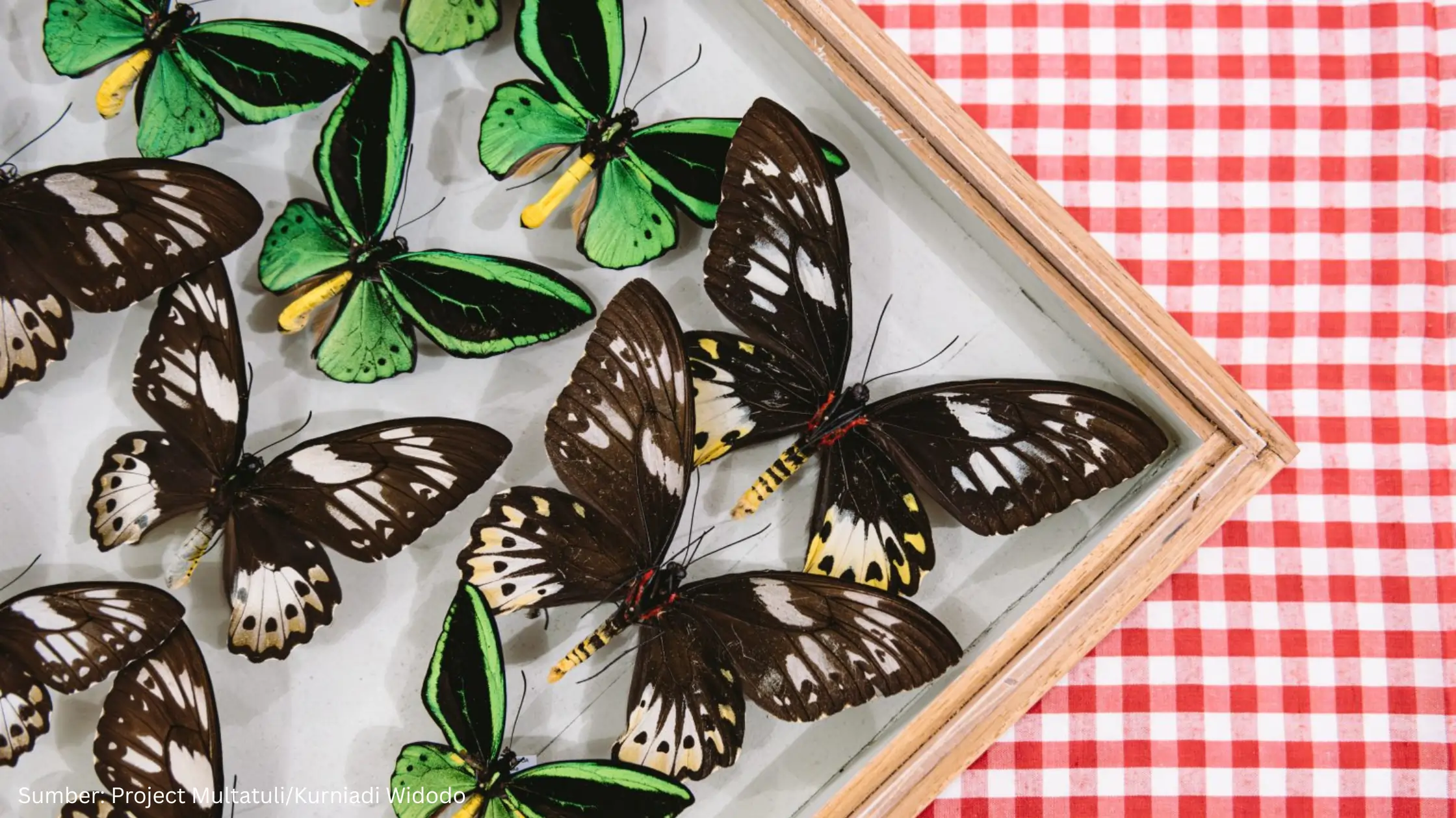Laju Deforestasi Makin Cepat, Kupu-kupu Terancam Punah - Gambar 1