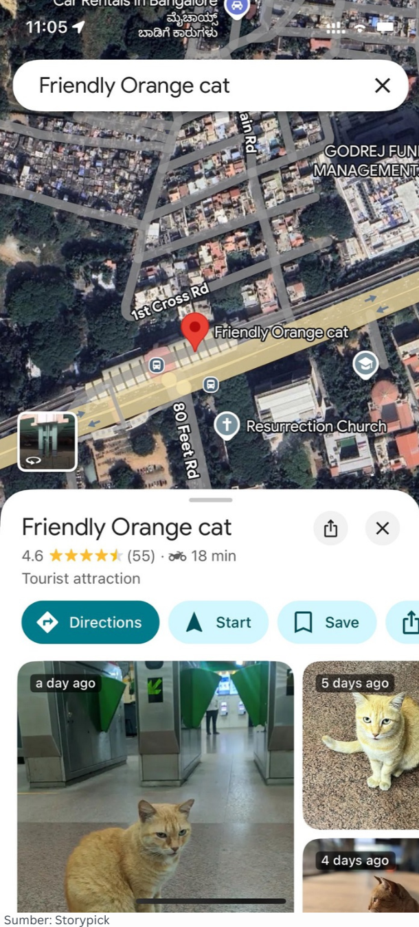 Bengaluru Gunakan Google Maps untuk “Berburu” Kucing Lokal, Bagaimana Caranya? - Gambar 1