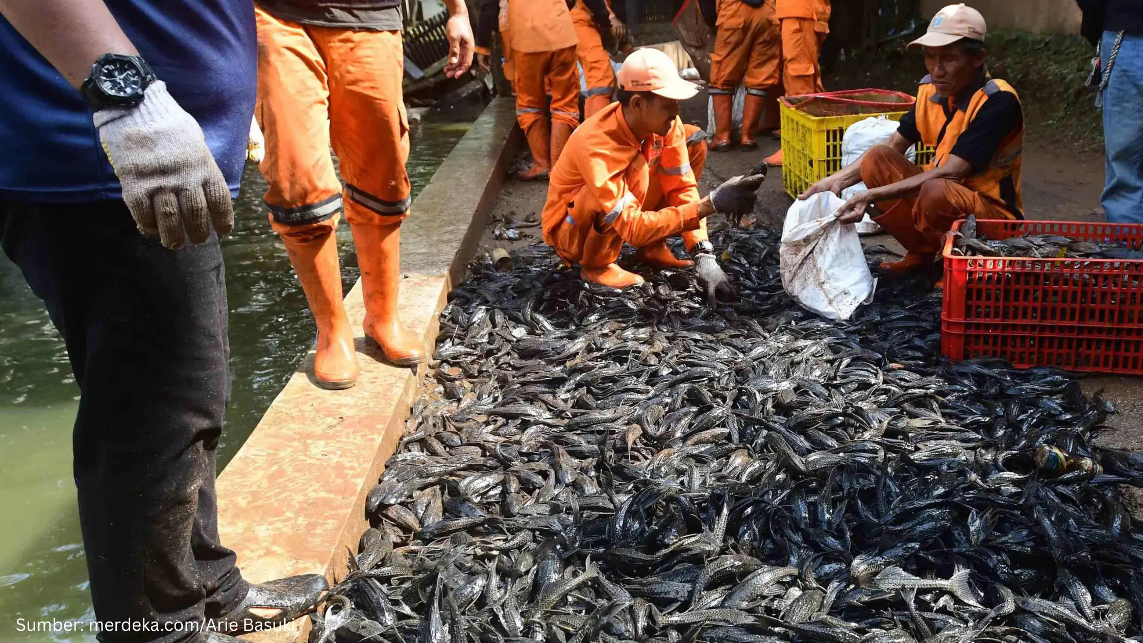 4 Alasan Pemerintah DKI Jakarta Nyatakan Perang terhadap Ikan Sapu-Sapu - Gambar 1