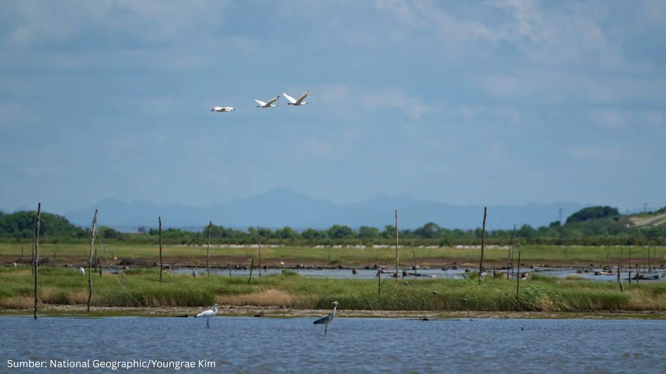 Tanggul Laut Terpanjang di Dunia Saemangeum Seawall Jadi Dilema Pembangunan Pesisir Korea Selatan - Gambar 1