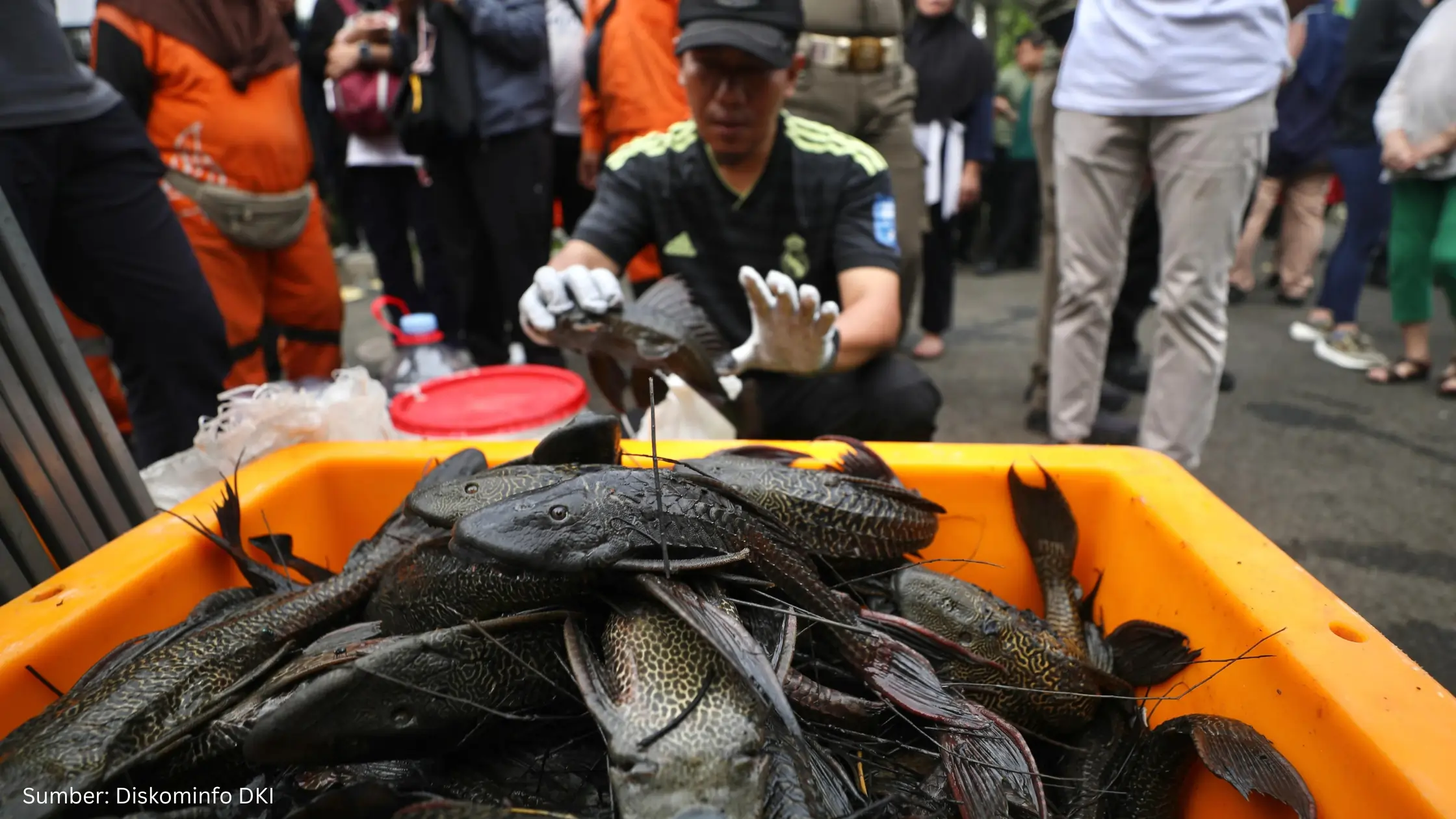 4 Alasan Pemerintah DKI Jakarta Nyatakan Perang terhadap Ikan Sapu-Sapu