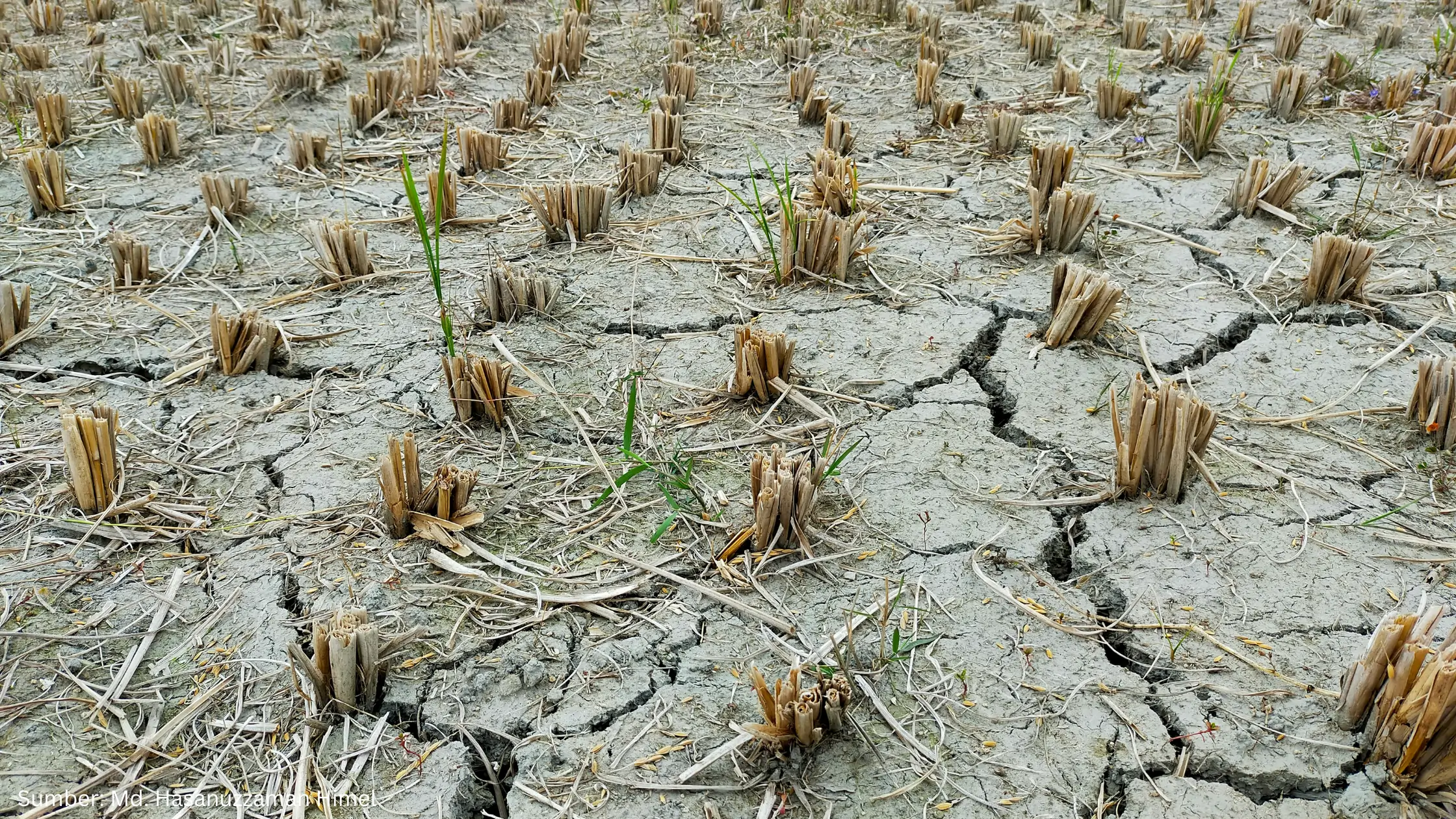 Ahli BRIN Sebut Krisis Iklim Jadi Ancaman Stabilitas Ekonomi Indonesia