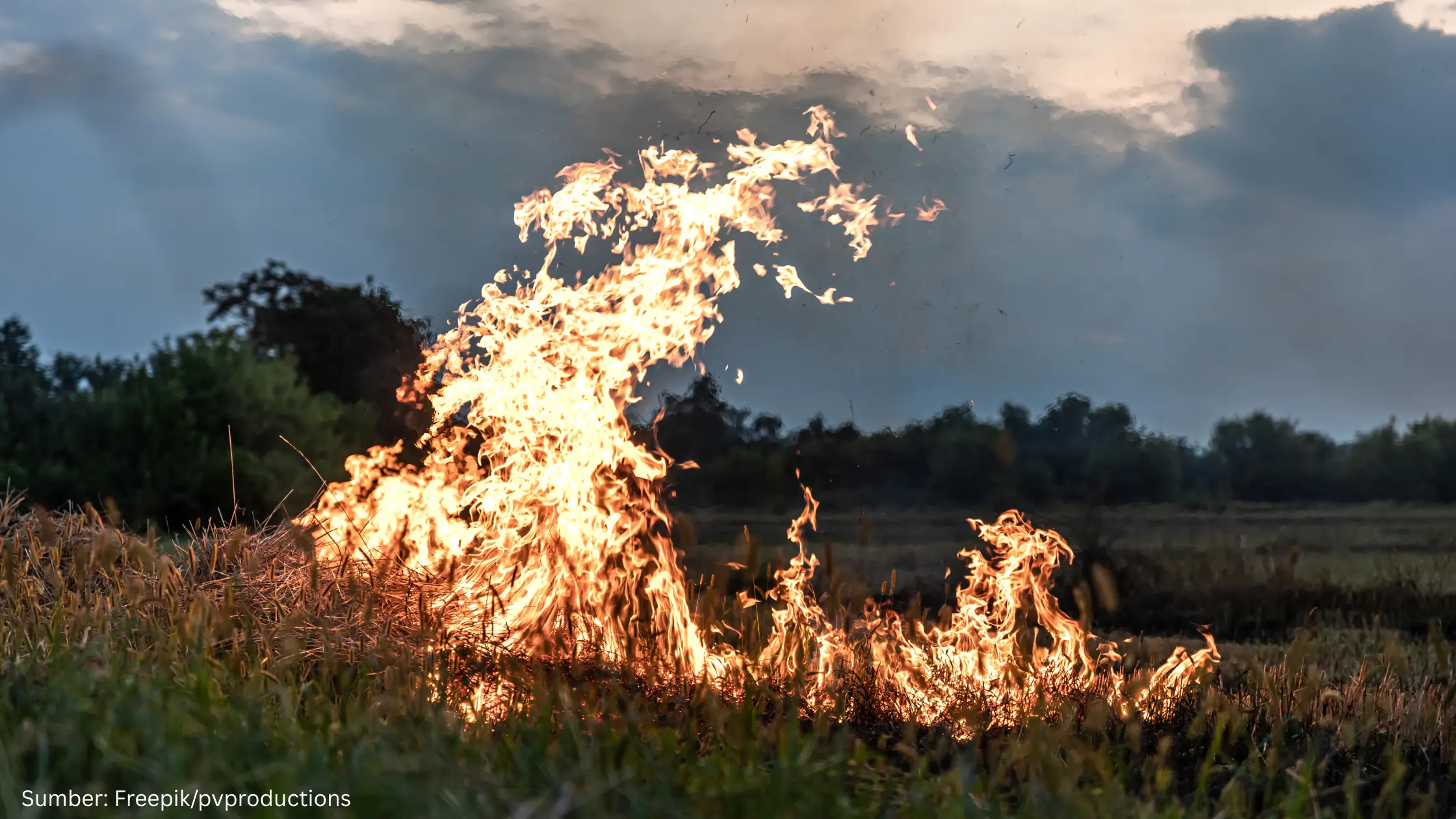 Ahli IPB Ingatkan El Nino Godzilla Bisa Picu Kebakaran Hutan Besar