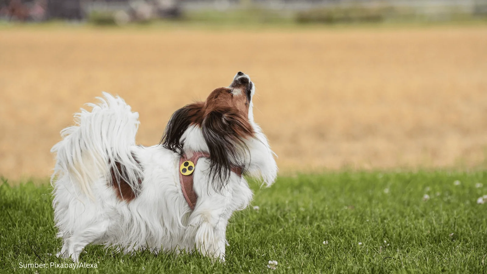 Anjing Buta Bisa Miliki Kesadaran Spasial Berkat Rompi Haptik