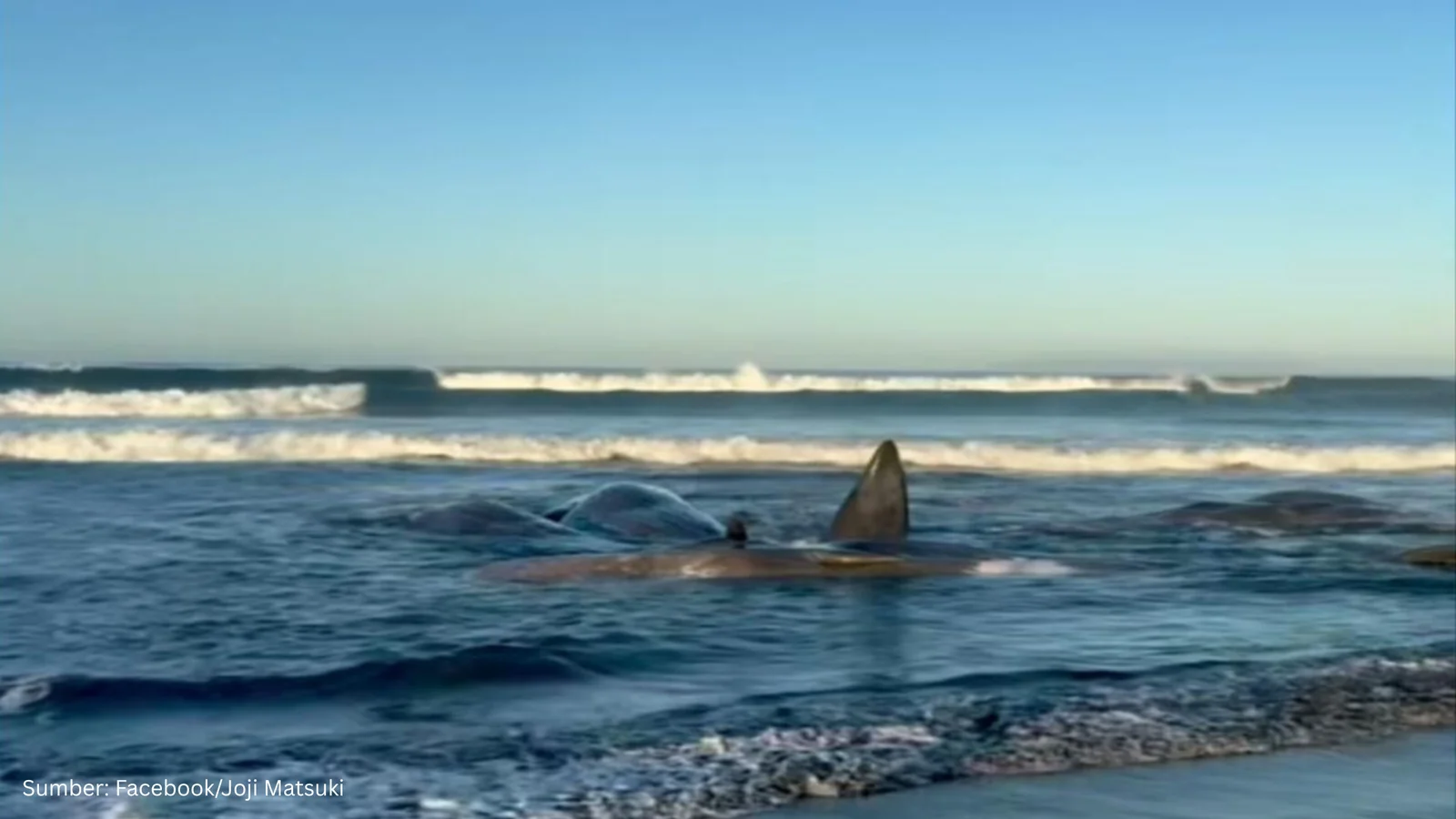 Bisakah Paus Meramalkan Gempa? Fenomena Pesisir Jepang Jelang Rusia Bergetar
