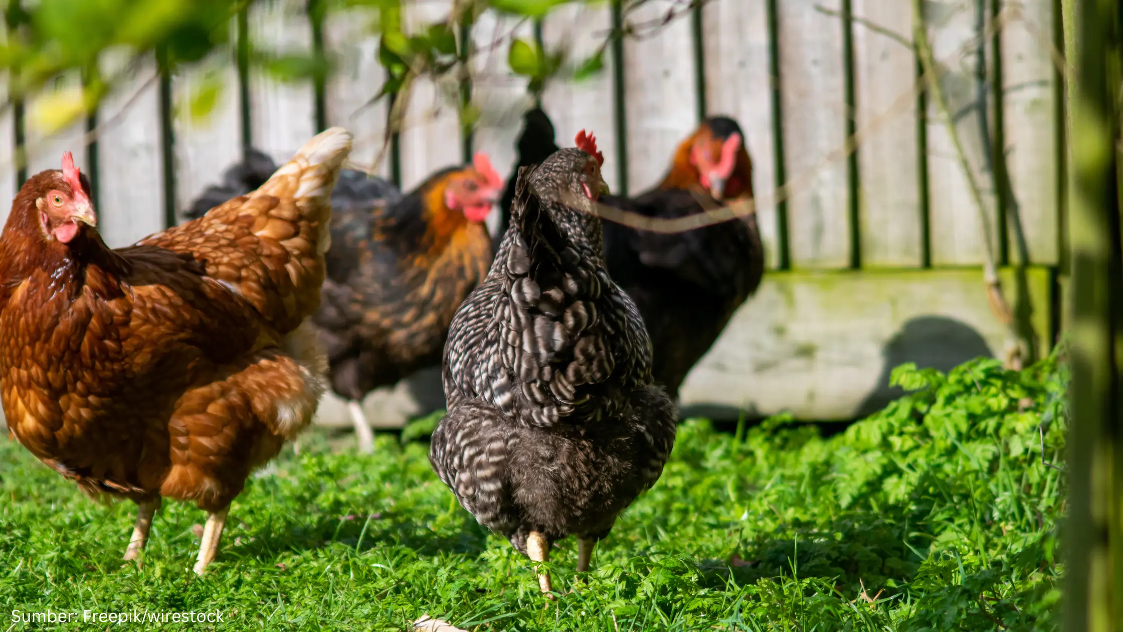 BRIN Siap Adaptasi Teknologi Pertanian Hijau untuk Hadapi Perubahan Iklim