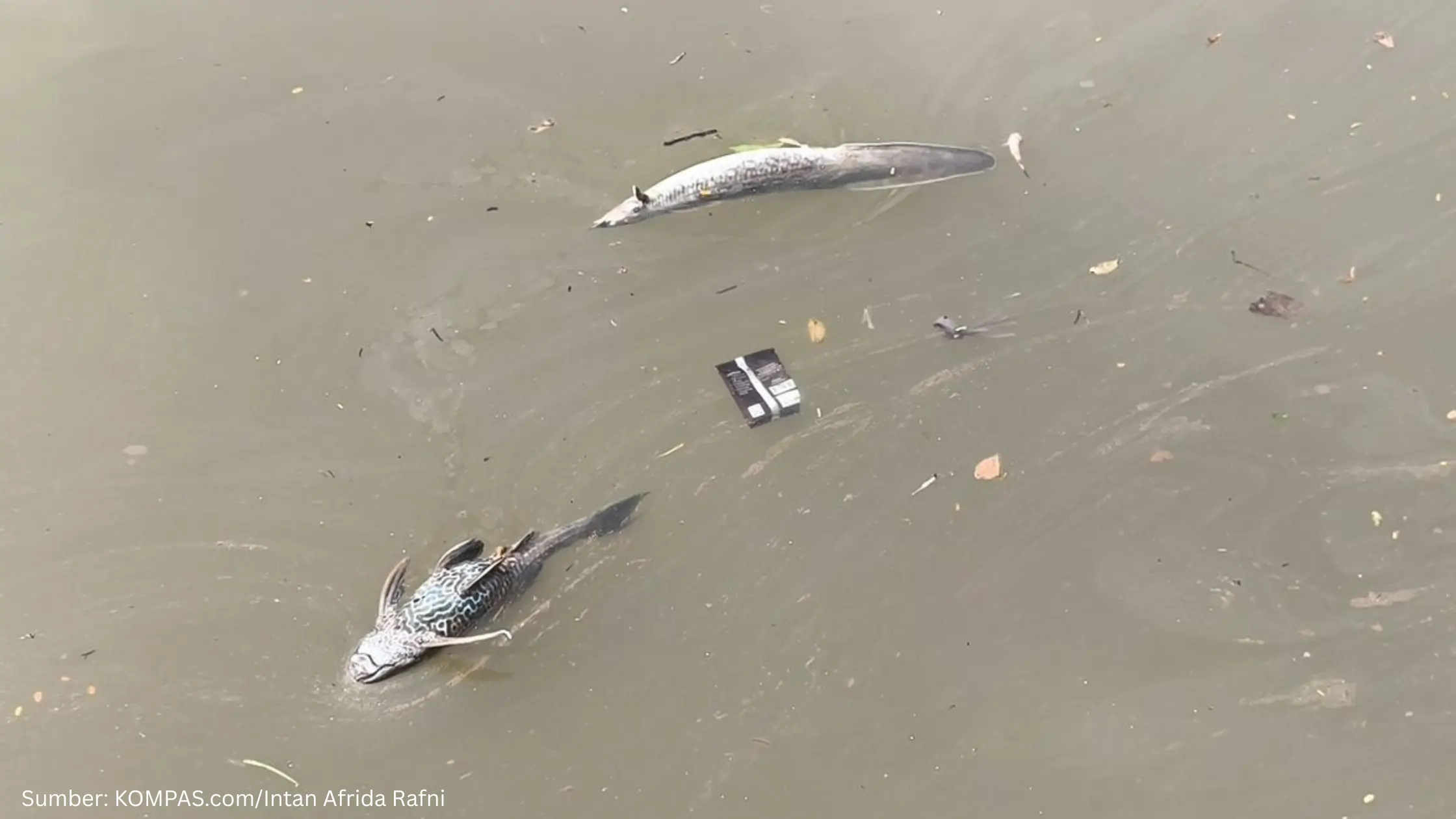BRIN Siapkan Skenario Mitigasi untuk Sungai Cisadane yang Tercemar Pestisida