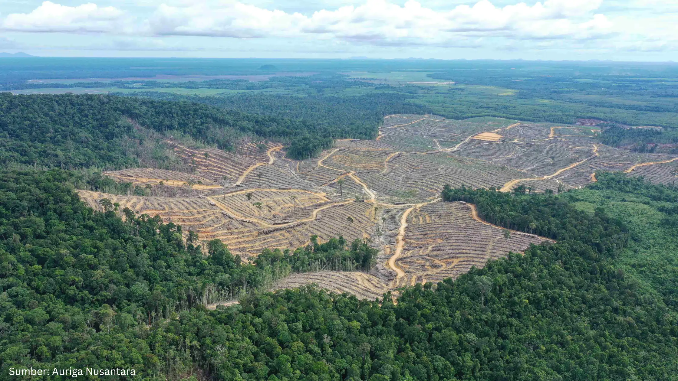 Citra Satelit Jadi Teknologi Terdepan Pantau Deforestasi dan Pelaporan Lingkungan Berbasis Bukti