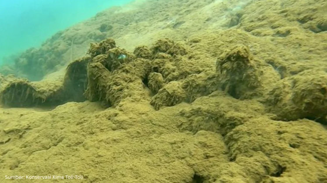 Dampak Sedimentasi terhadap Perairan Laut di Raja Ampat akibat Industrialisasi Nikel