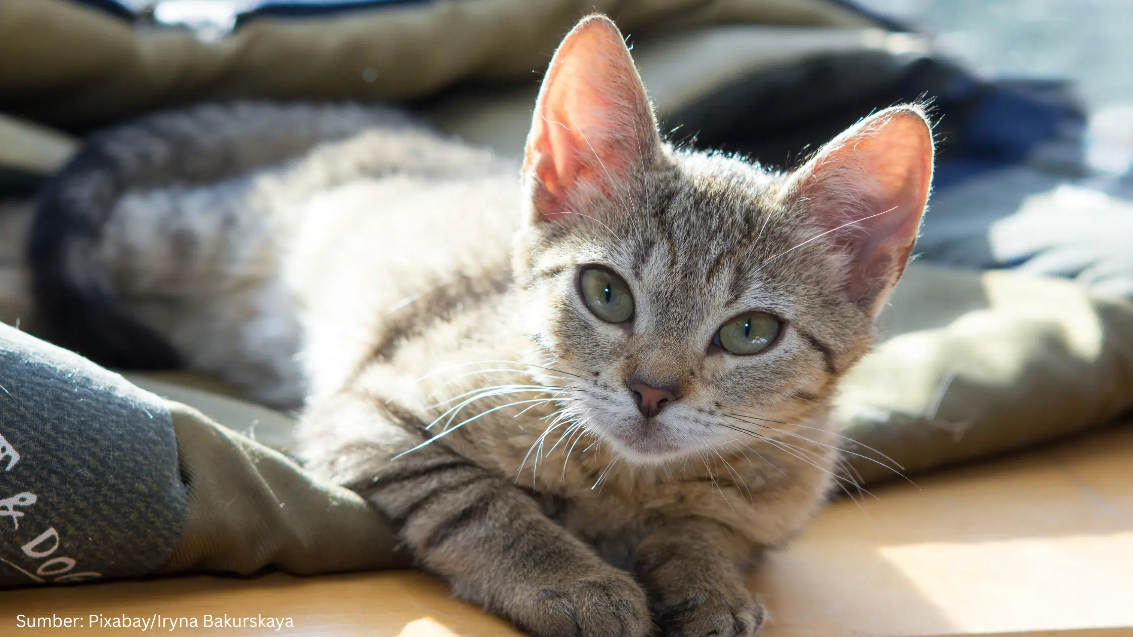 Data Terbaru Ungkap Indonesia Jadi Negara Pecinta Kucing Nomor Satu di Asia Tenggara