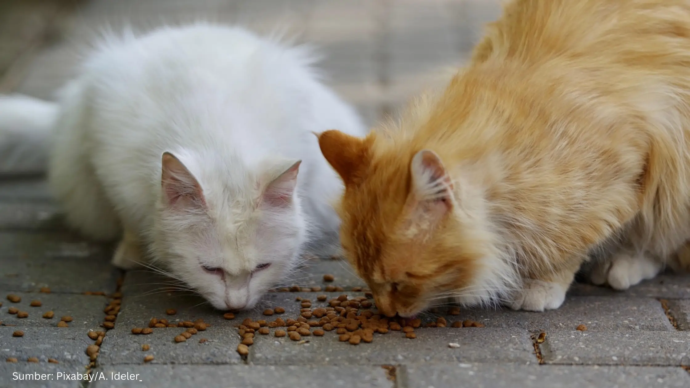 Depok Bangun Basis Data Terpadu Hewan Jalanan, Manfaatkan Satu Peta Anabul