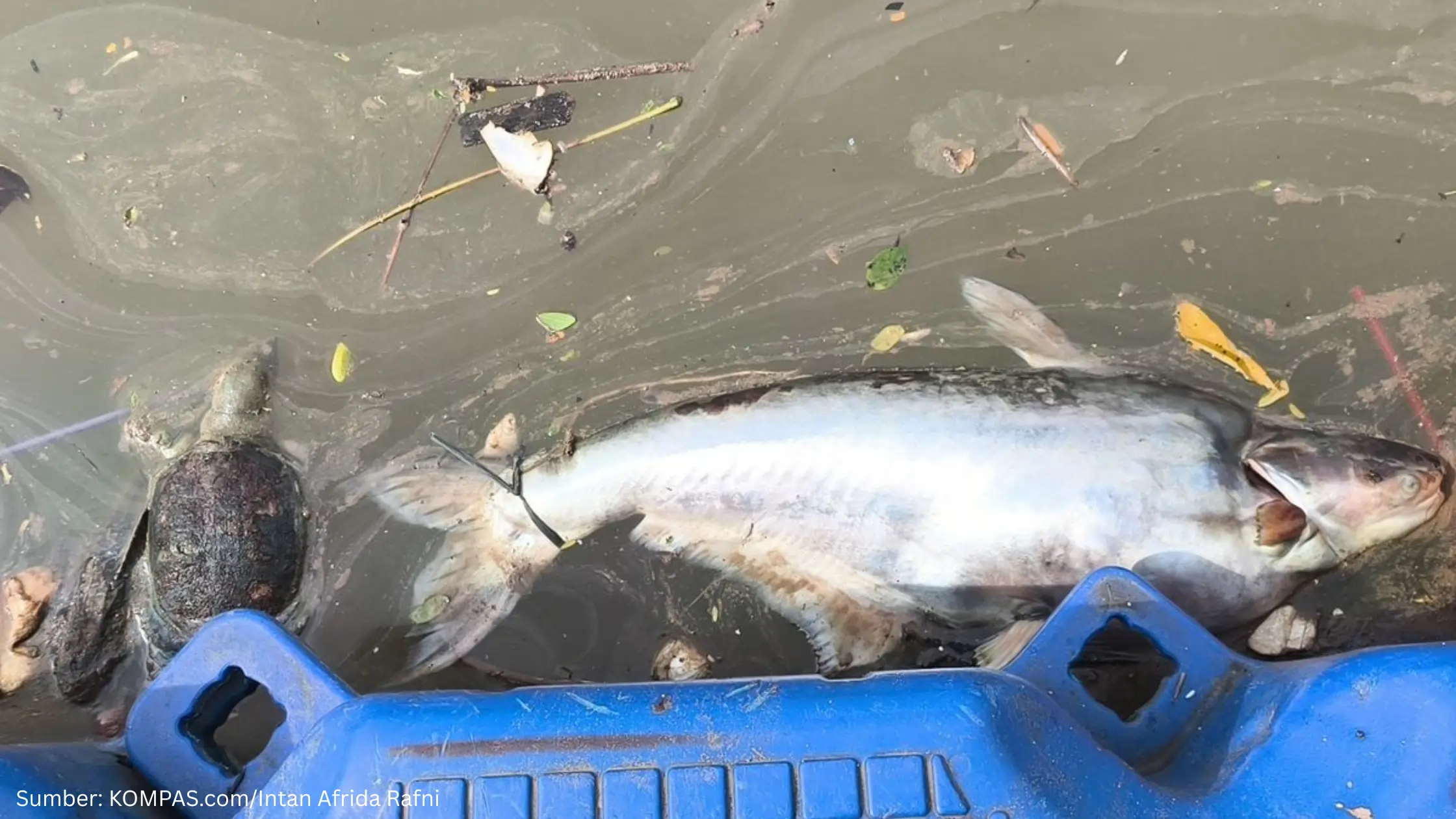 Dua Puluh Ton Pestisida Bakar Cemari 22,5 Km Sungai Cisadane, Biota Air Mati Massal