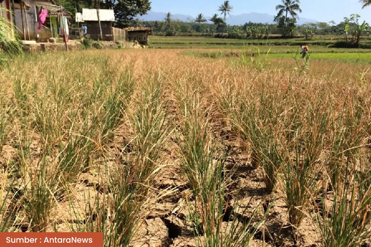 Gagal Panen di Musim Kemarau Basah Jadi Bukti Lemahnya Mitigasi Iklim di Indonesia