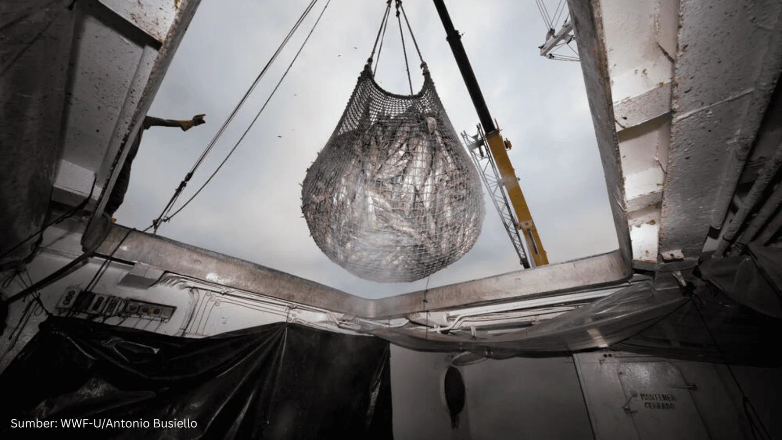 Guru Besar UI: Perlu Regulasi Spasial-Ekologis untuk Atasi Overfishing