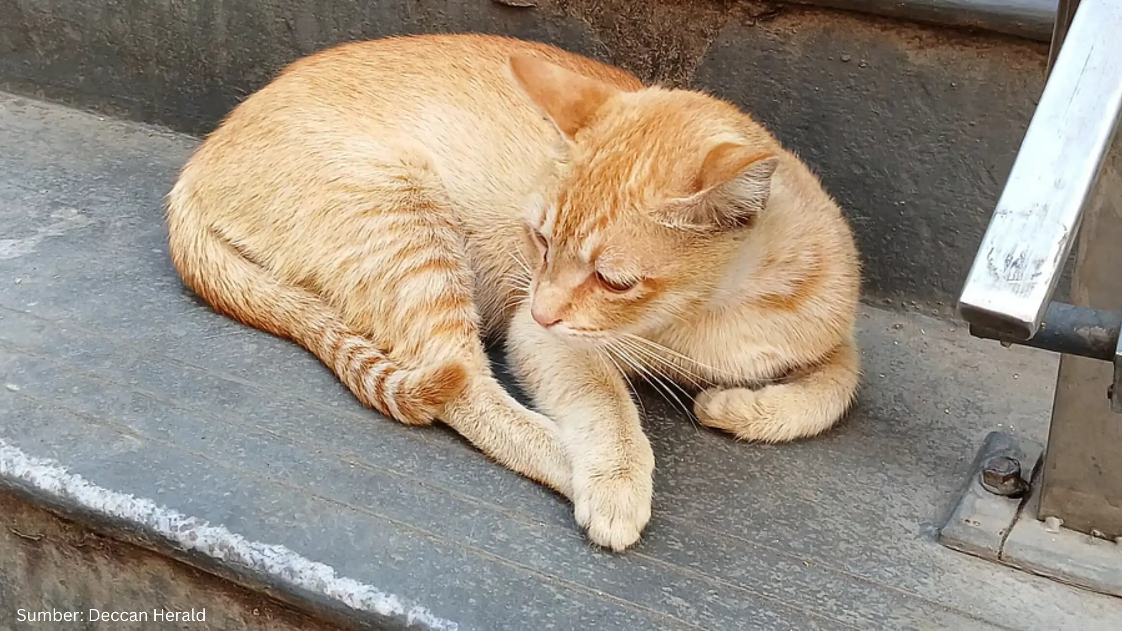 Bengaluru Gunakan Google Maps untuk “Berburu” Kucing Lokal, Bagaimana Caranya?