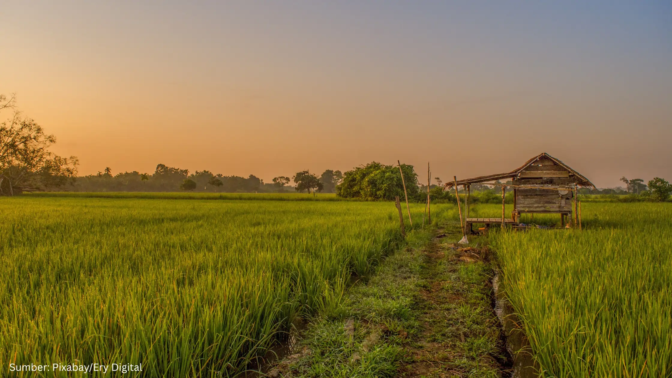 Ini Tujuan Pemerintah Targetkan 7,4 Juta Hektare Sawah di 17 Provinsi Terlindungi pada Juni 2026