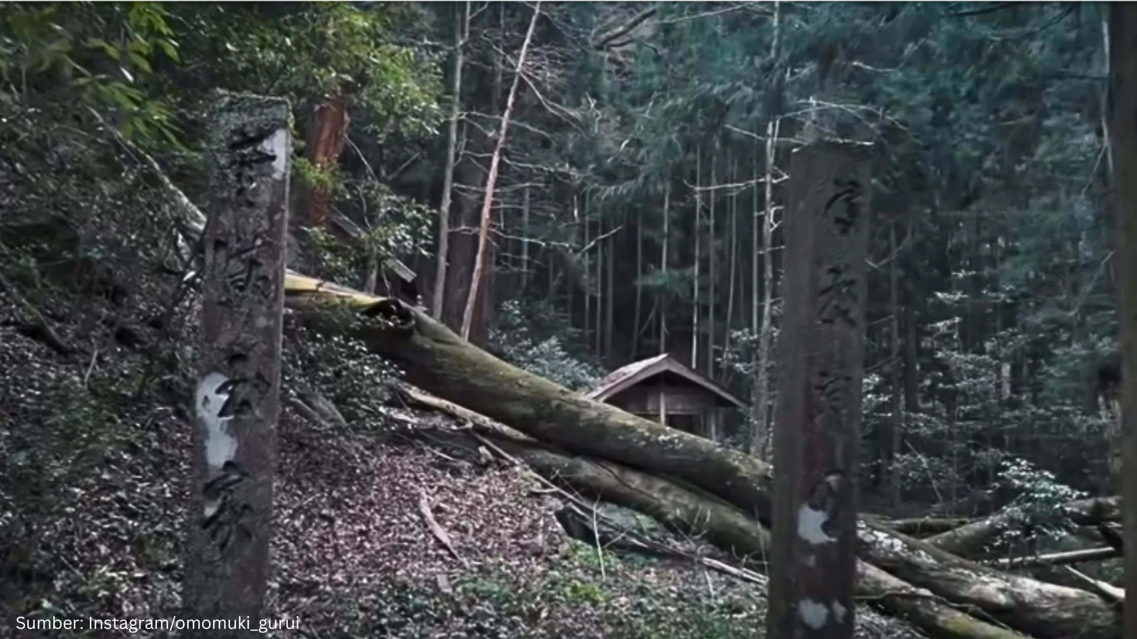 Inilah Penampakan Kuil Kuno di Tengah Hutan Jepang yang Tidak Terdaftar di Google Maps