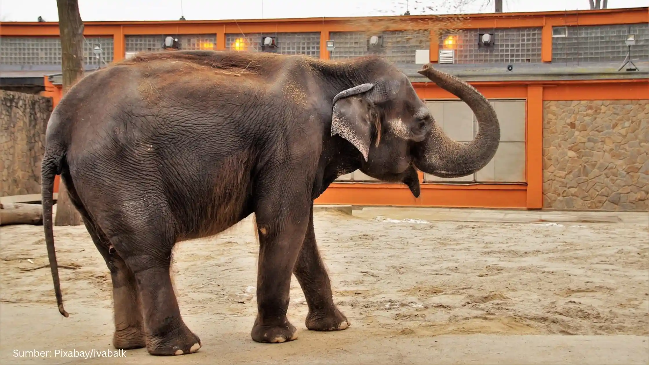 Kamera Berbasis AI Selamatkan Gajah Asia dari Kereta Api