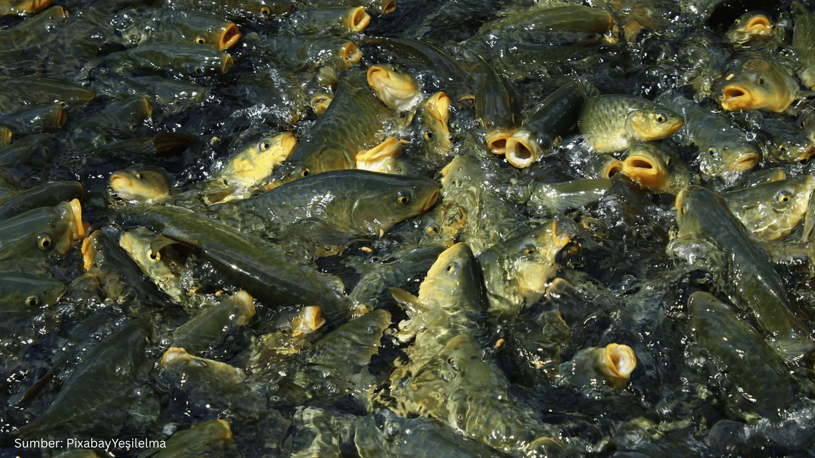 Kanada Luncurkan Alat Pemetaan Baru untuk Dukung Ekonomi Akuakultur