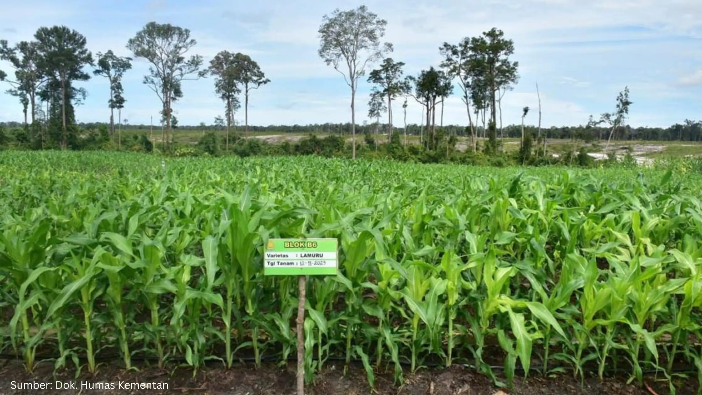 Kebijakan Food Estate dan Bioenergi Prabowo Buat Indonesia Kehilangan 66% Hutan pada 2025