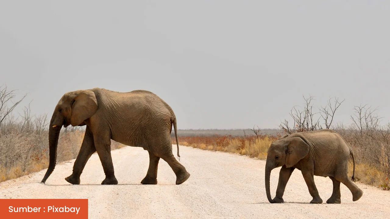 Kenapa Gajah Menyeberang Jalan?