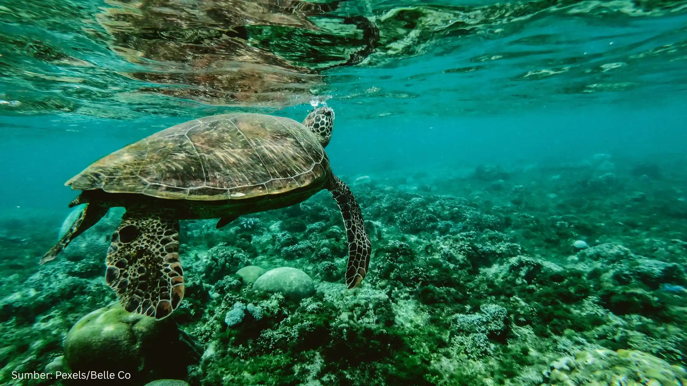 KKP Kembangkan Ocean Monitoring System untuk Pantau Pengelolaan Sumber Daya Laut