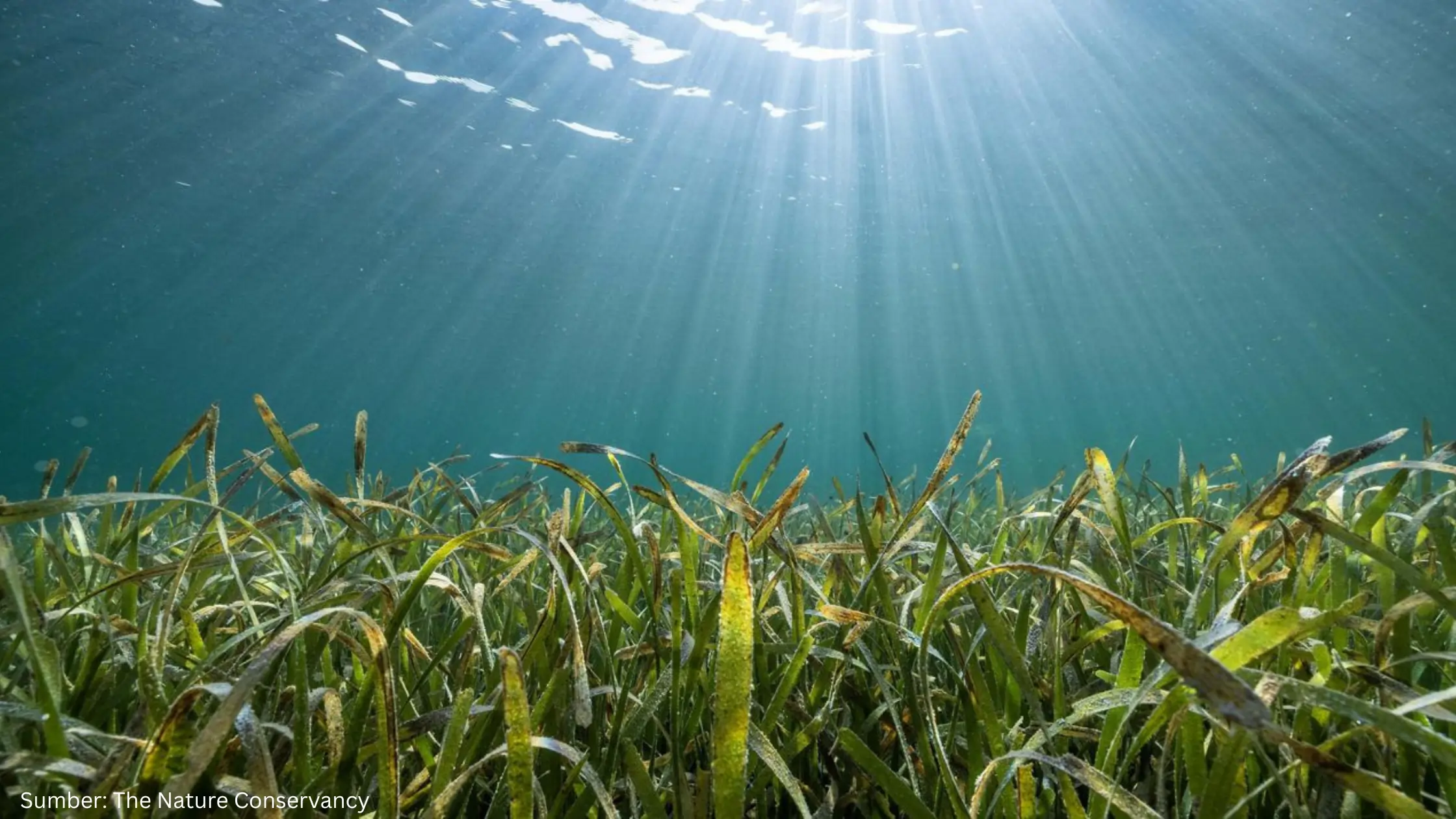 KKP Mulai Godok Regulasi Terkait Penguatan Ekosistem Karbon Biru