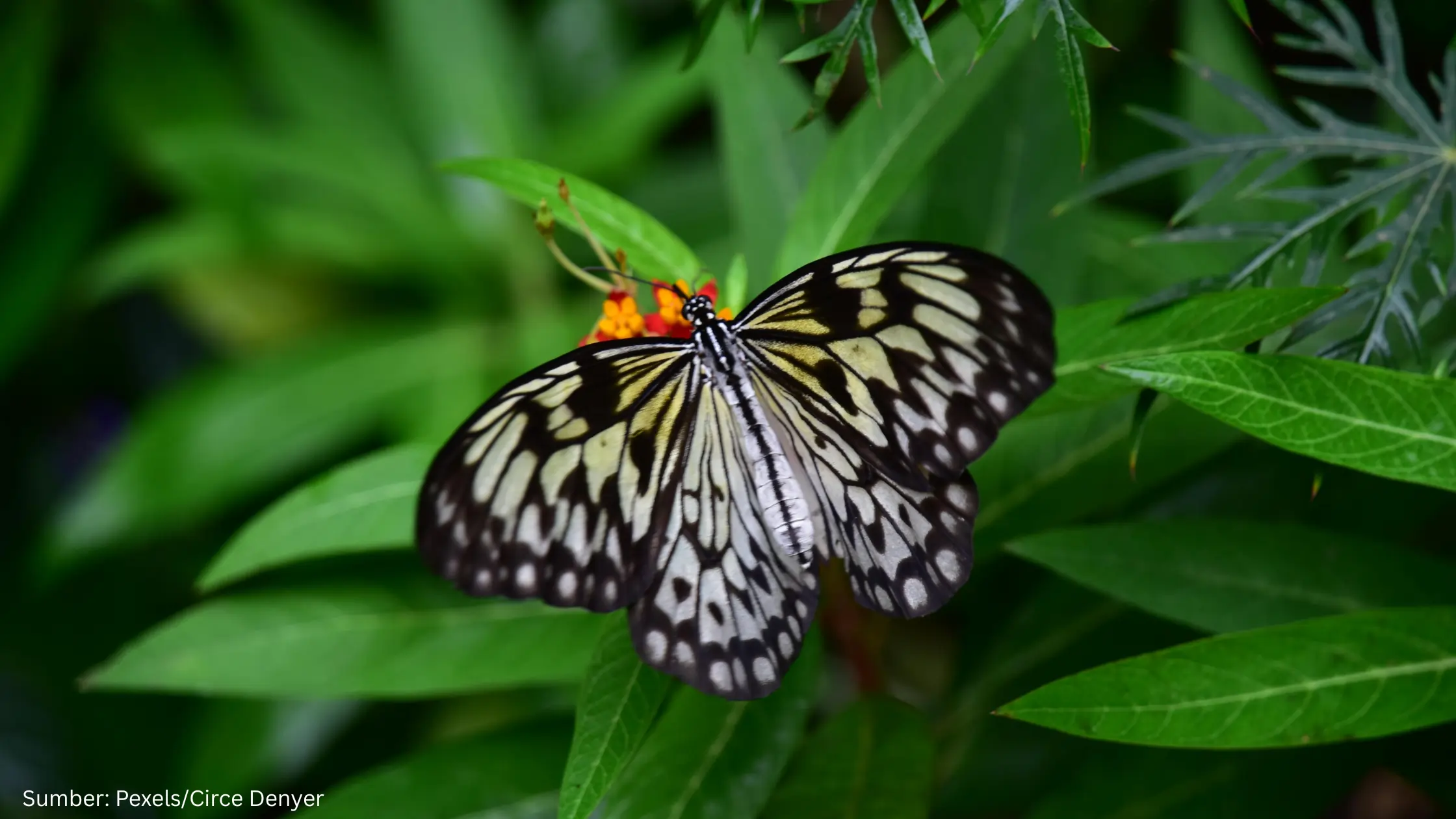 Laju Deforestasi Makin Cepat, Kupu-kupu Terancam Punah