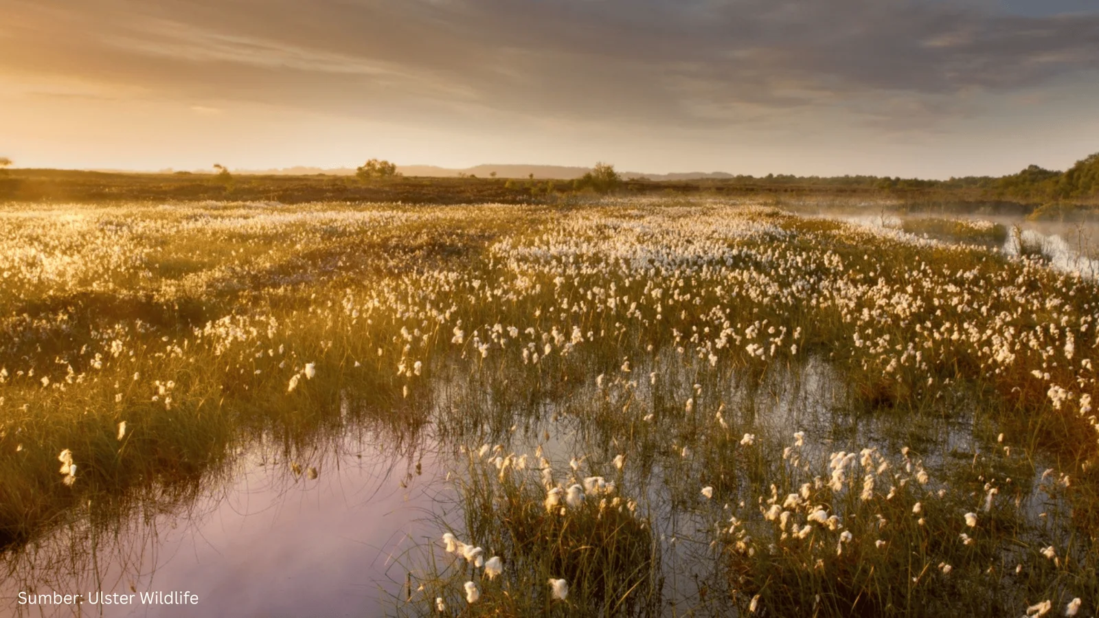 Lewat Pemetaan Rawa Gambut, Irlandia Amankan Cadangan Karbon