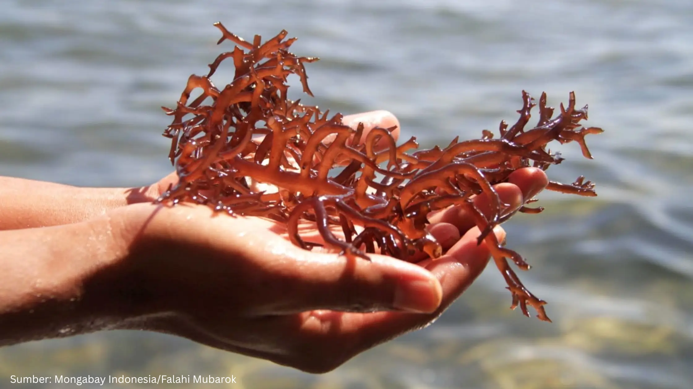 Makroalga di Laut Indonesia Punya Potensi Jadi Pilar Bioindustri Biru dan Ketahanan Pangan Nasional