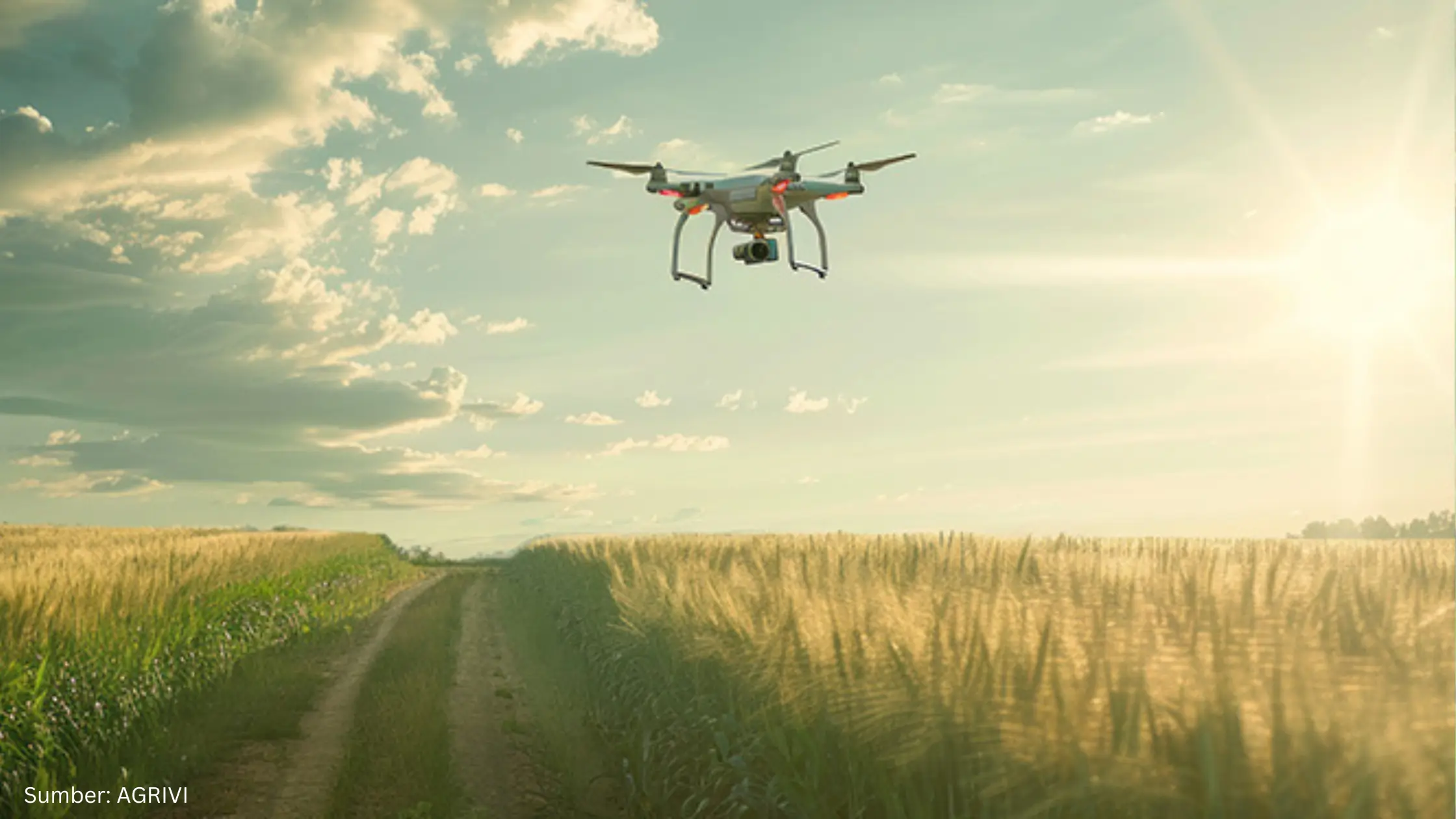 Manfaatkan Drone dan AI, Peneliti Identifikasi Gandum yang Mampu Bertahan di Cuaca Ekstrem