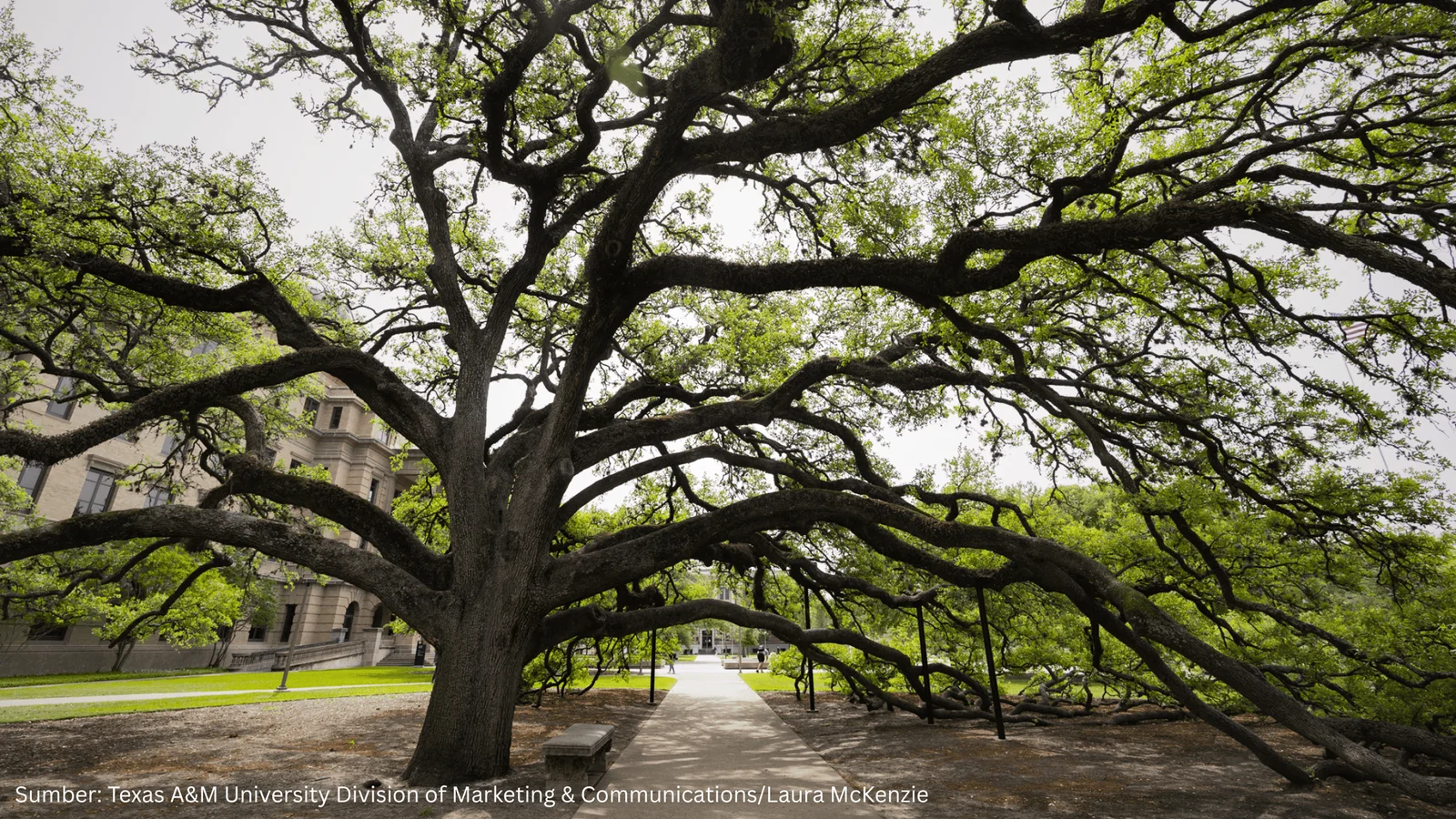 Manfaatkan Ground Penetrating Radar, Misteri Sebuah Pohon Tua Berhasil Terungkap
