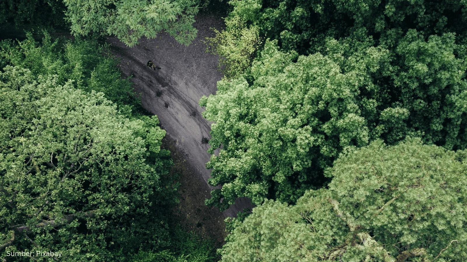 Manfaatkan Satelit dan AI, Ilmuwan Geospasial Berhasil Ukur Biomassa Hutan