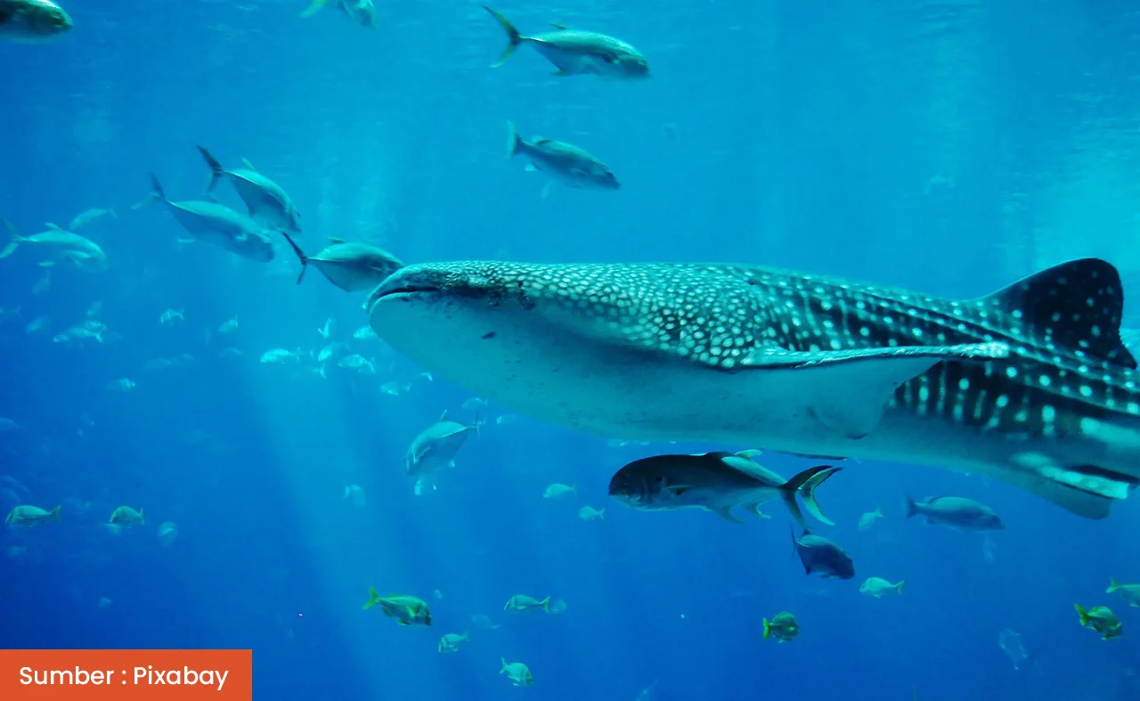 Manfaatkan Teknologi Satelit Tagging, KKP Petakan Perilaku Migrasi Hiu Paus