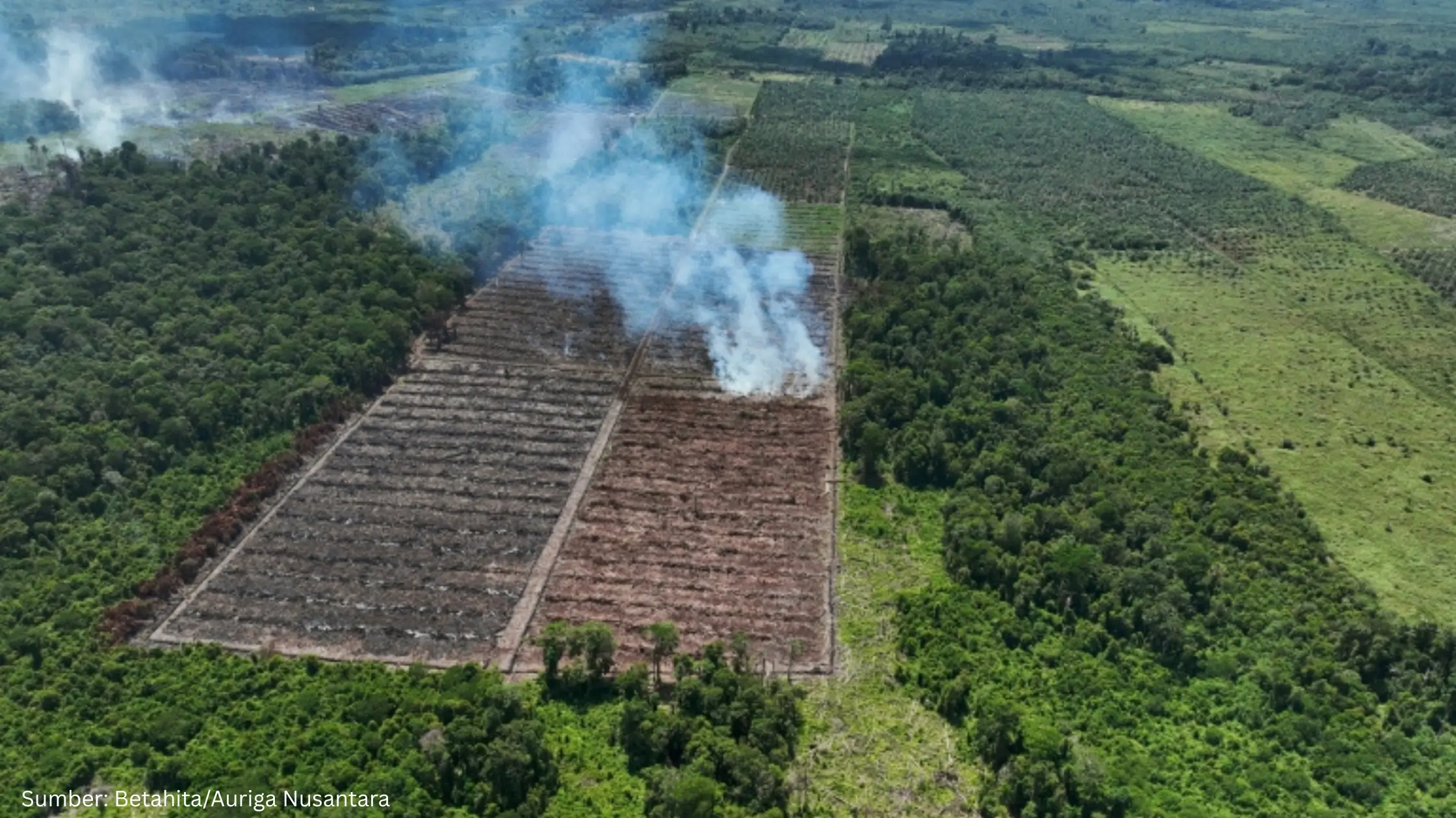Masalah Sawit Bukan Soal Urus Sertifikasi