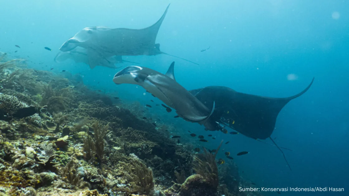 Melihat Distribusi Spasial Biota Laut di Raja Ampat yang Terancam Industrialisasi Nikel