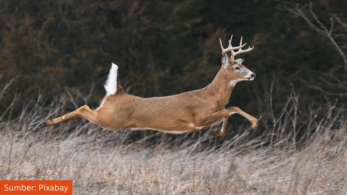 National Trust Manfaatkan SIG untuk Optimalkan Habitat Satwa Liar