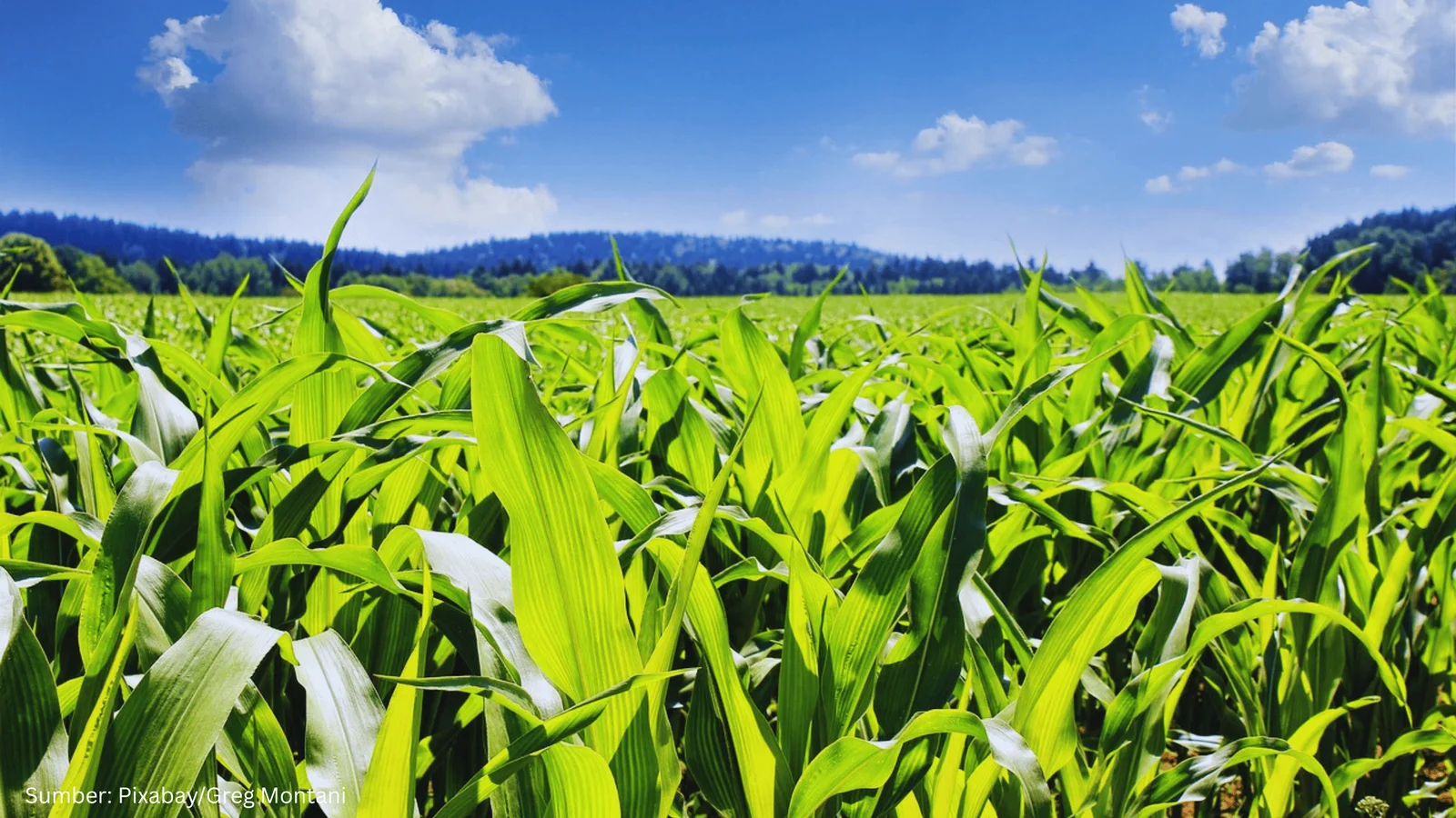 Nigeria Optimalkan Produktivitas Sektor Pangan dengan Dukungan Teknologi Geospasial