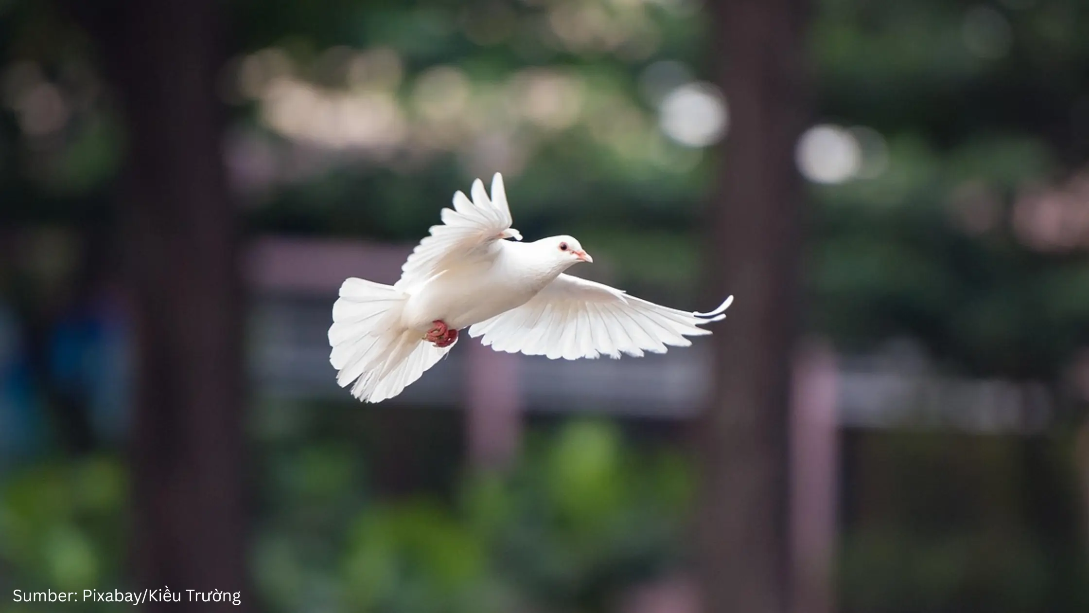Peneliti Ungkap Bahwa Burung Merpati Punya Organ yang Berfungsi seperti Kompas