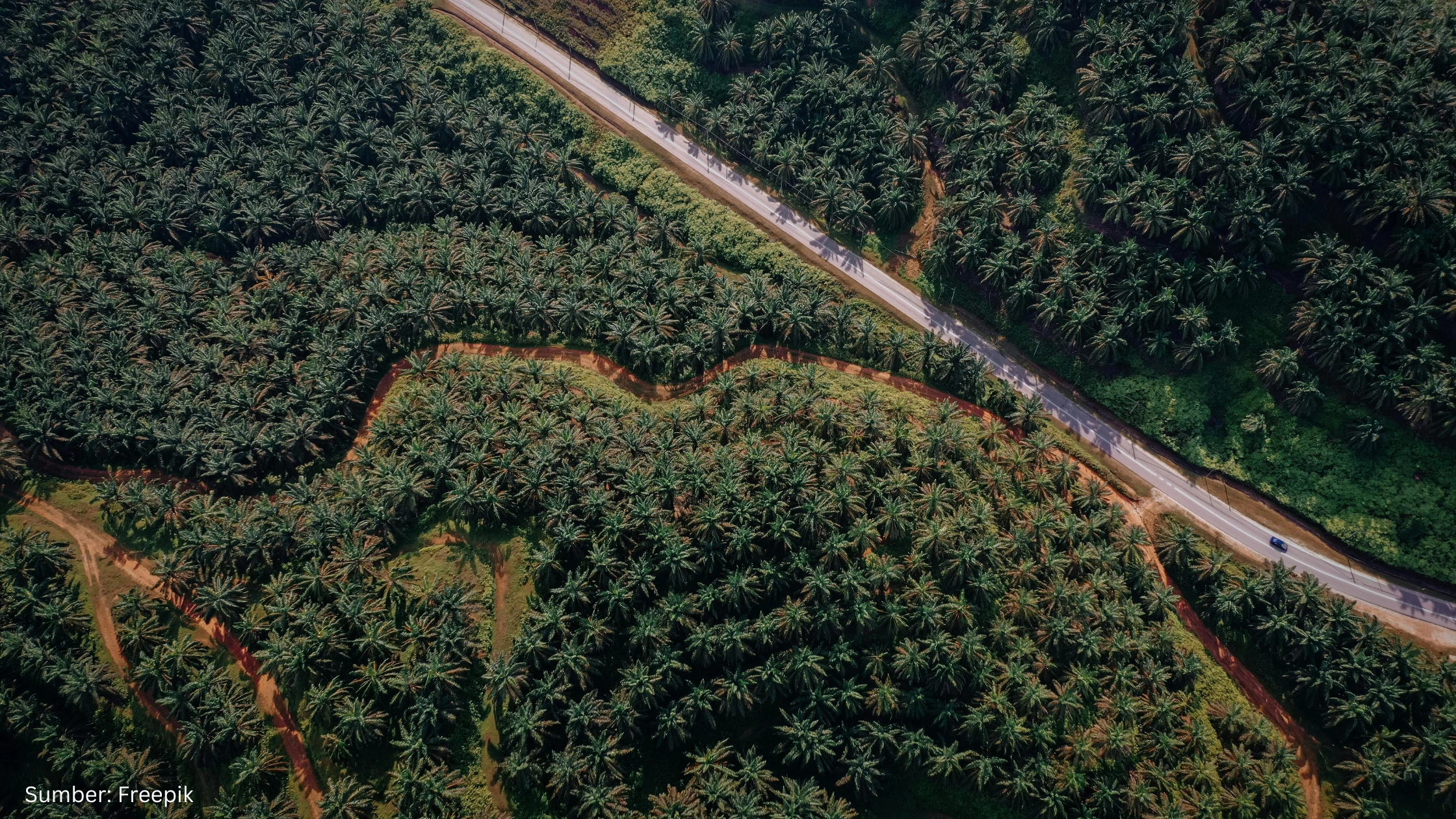 Pentingnya Informasi Geospasial dalam Keberlanjutan Sawit Indonesia