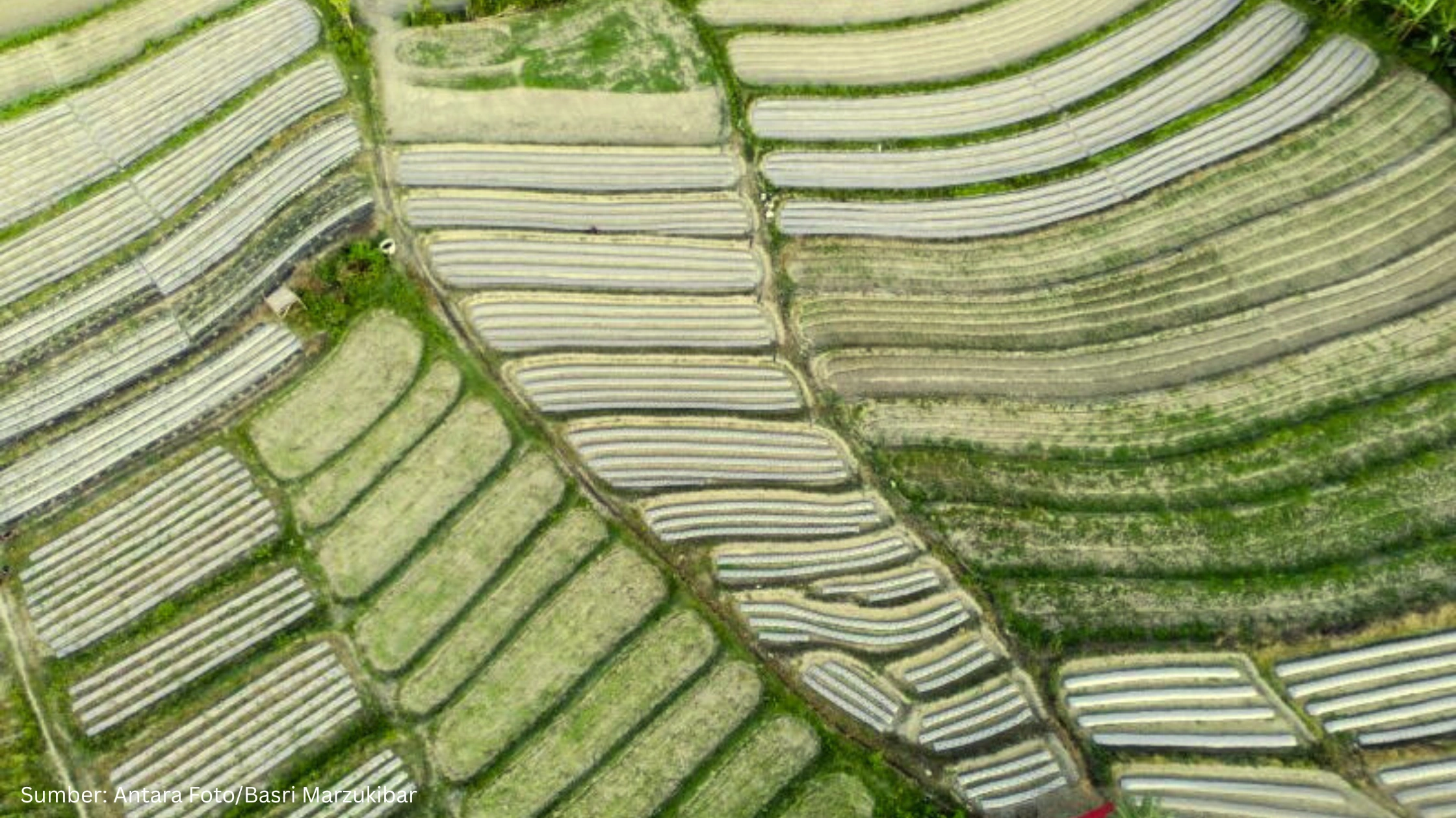 Pentingnya Kajian Geospasial Food Estate Papua untuk Cegah Risiko Lingkungan dan Sosial