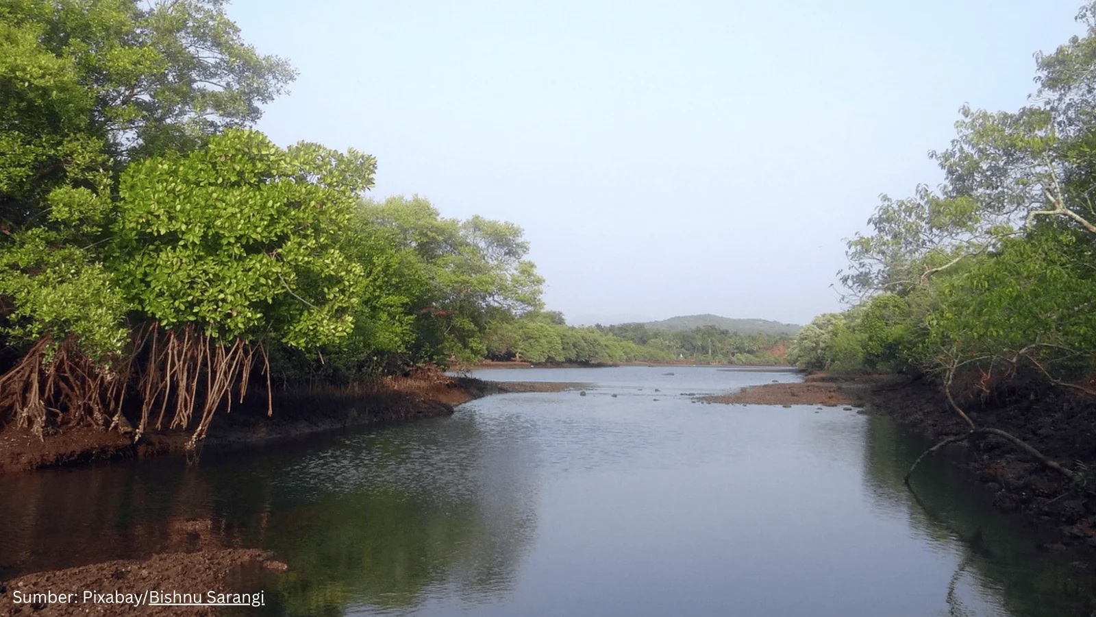 Peran Karbon Biru sebagai Pilar Mitigasi Krisis Iklim