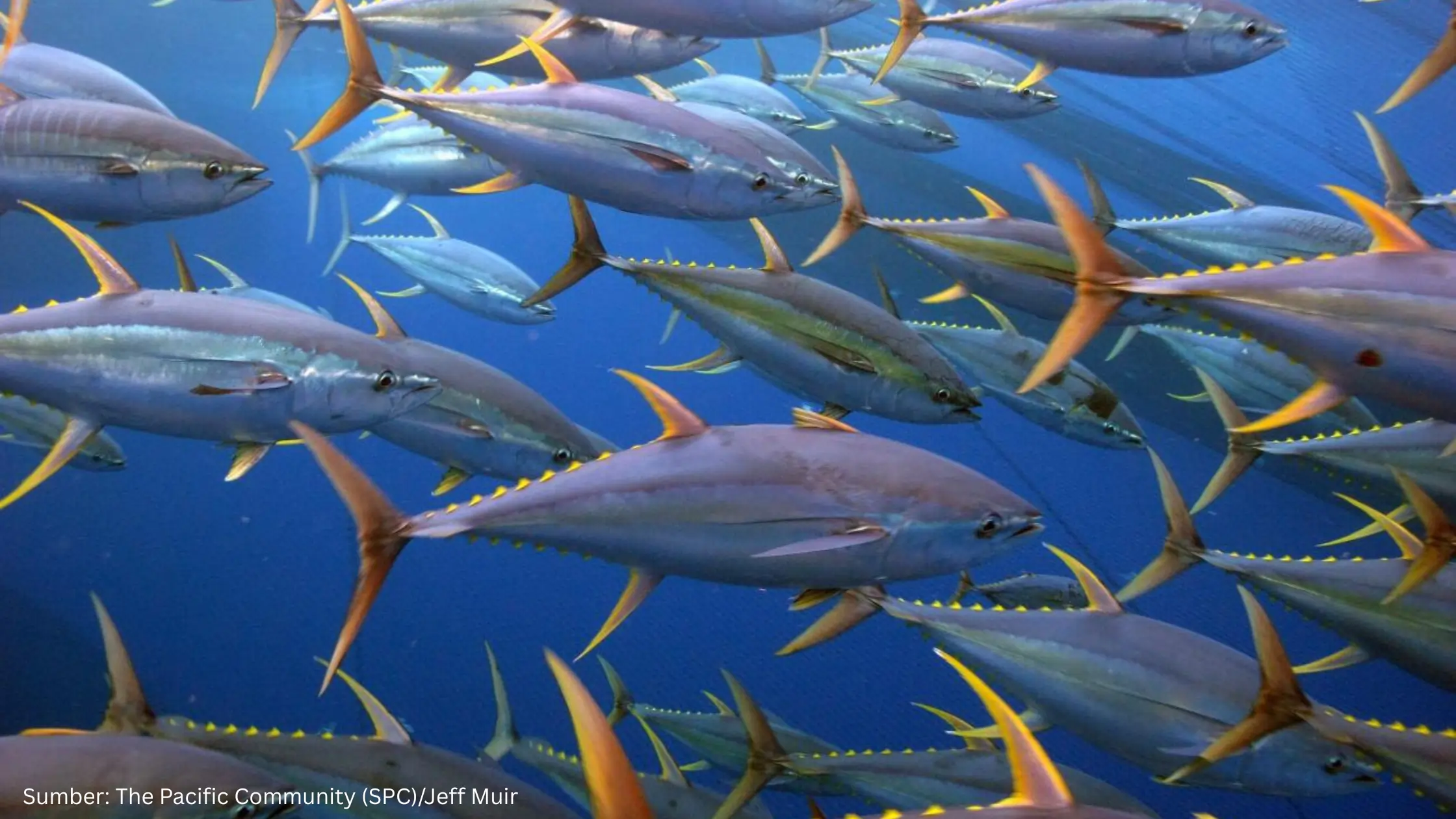 Perkuat Posisi Indonesia di Ruang Laut, KKP Dorong Pengelolaan Tuna di Pasifik