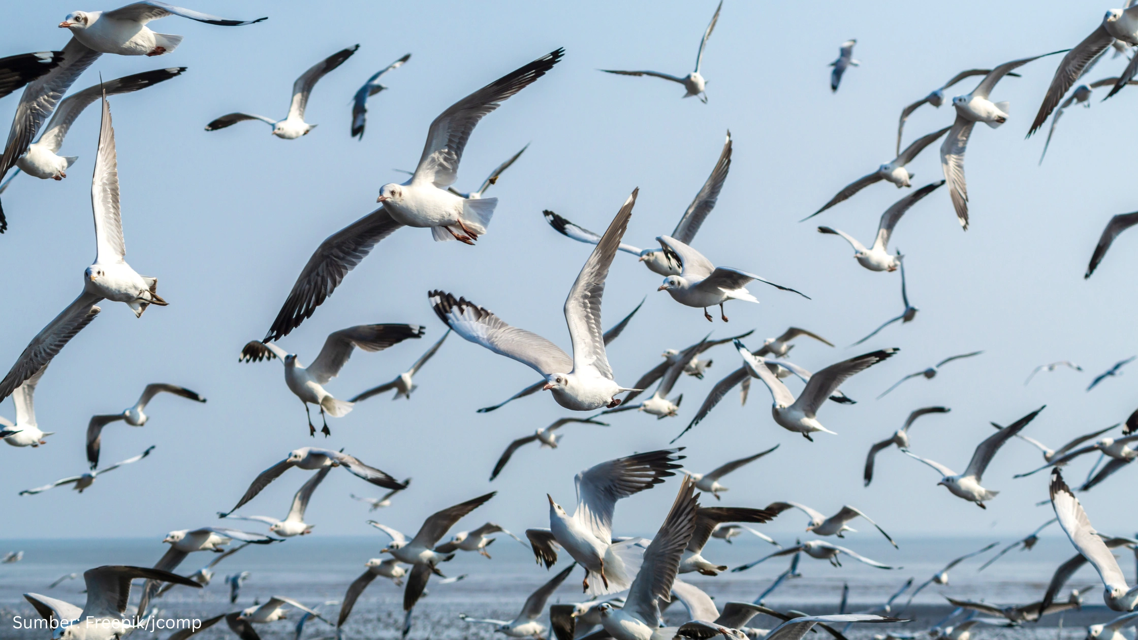 Petakan Jalur Migrasi, Teknologi Geospasial Bantu Jaga Habitat Burung di Seluruh Dunia