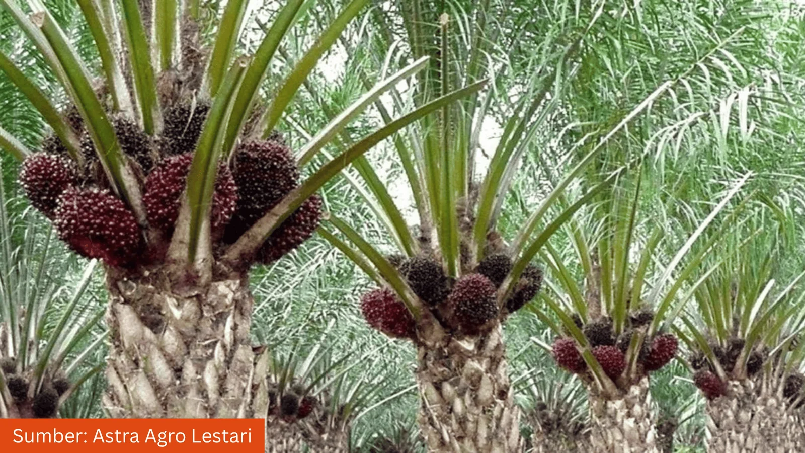 Petani di Sumatera Selatan Diberi Pelatihan Pemetaan, Kuatkan Aspek Legalitas dan Tata Ruang